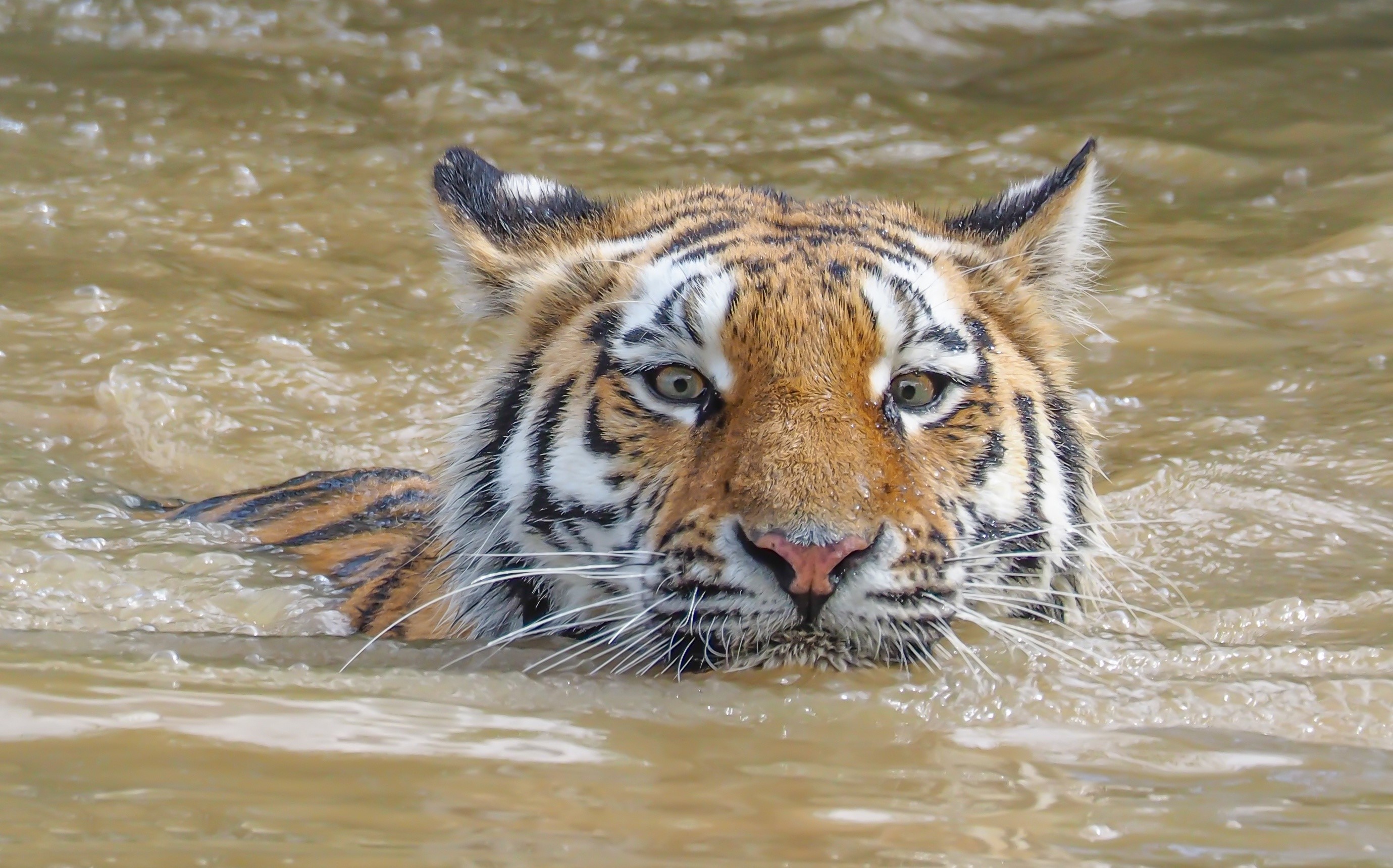 Tiger swimming in murky water HD Wallpaper