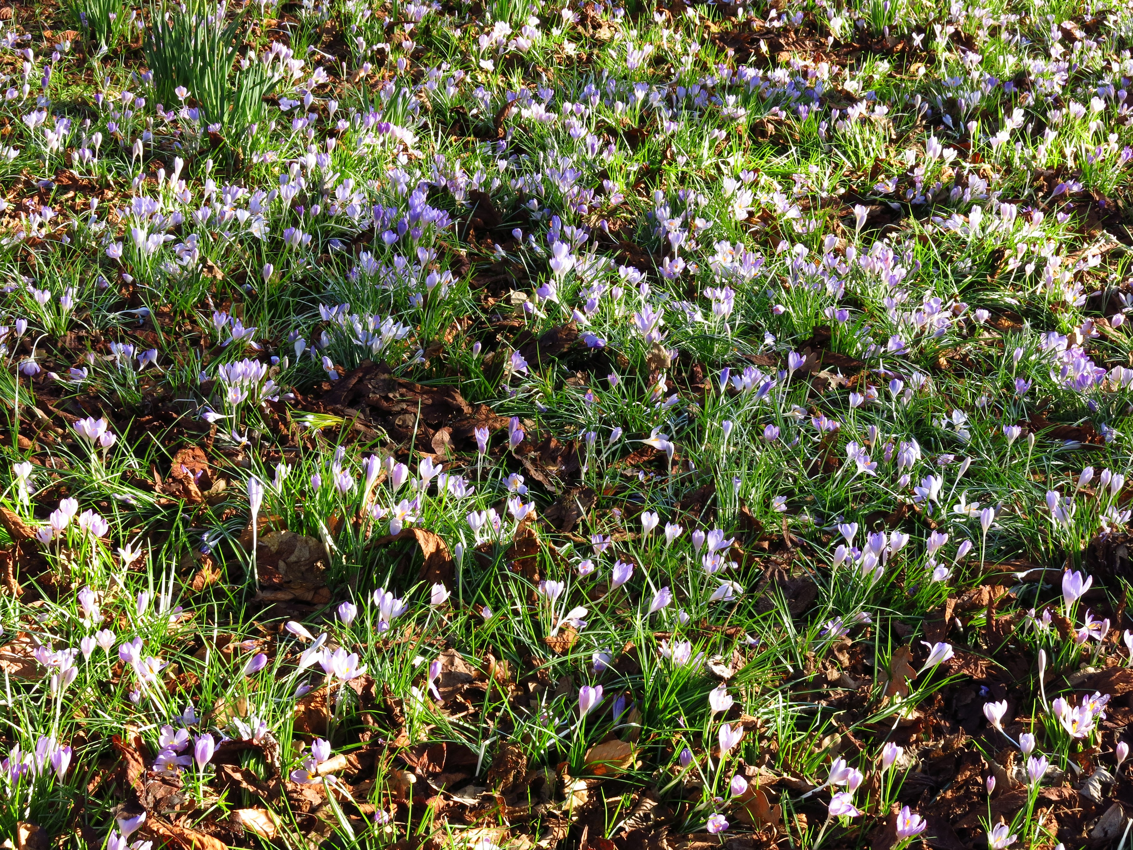 Field of purple crocuses in bloom HD Wallpaper