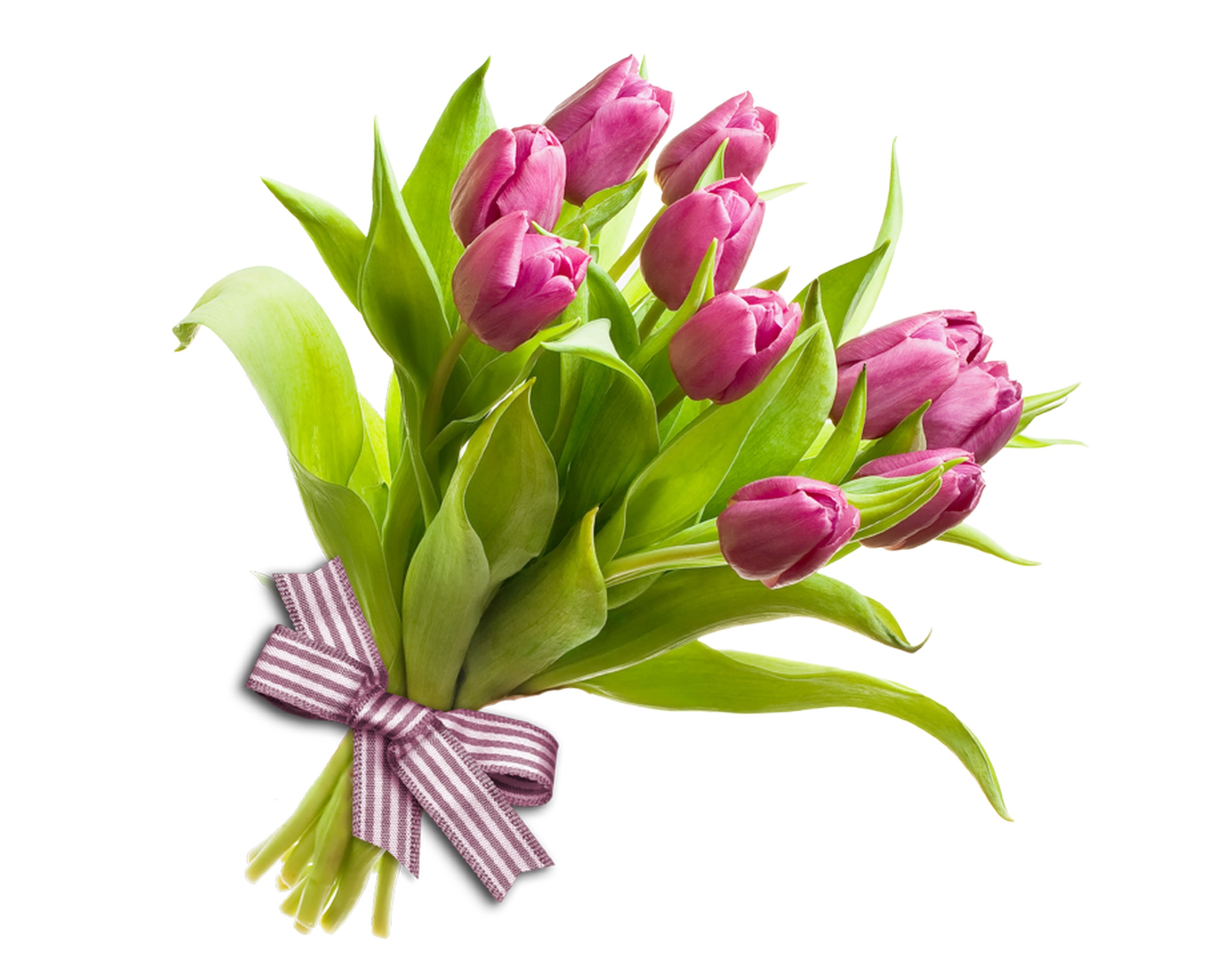 Pink Tulips Bouquet with Striped Bow HD Wallpaper