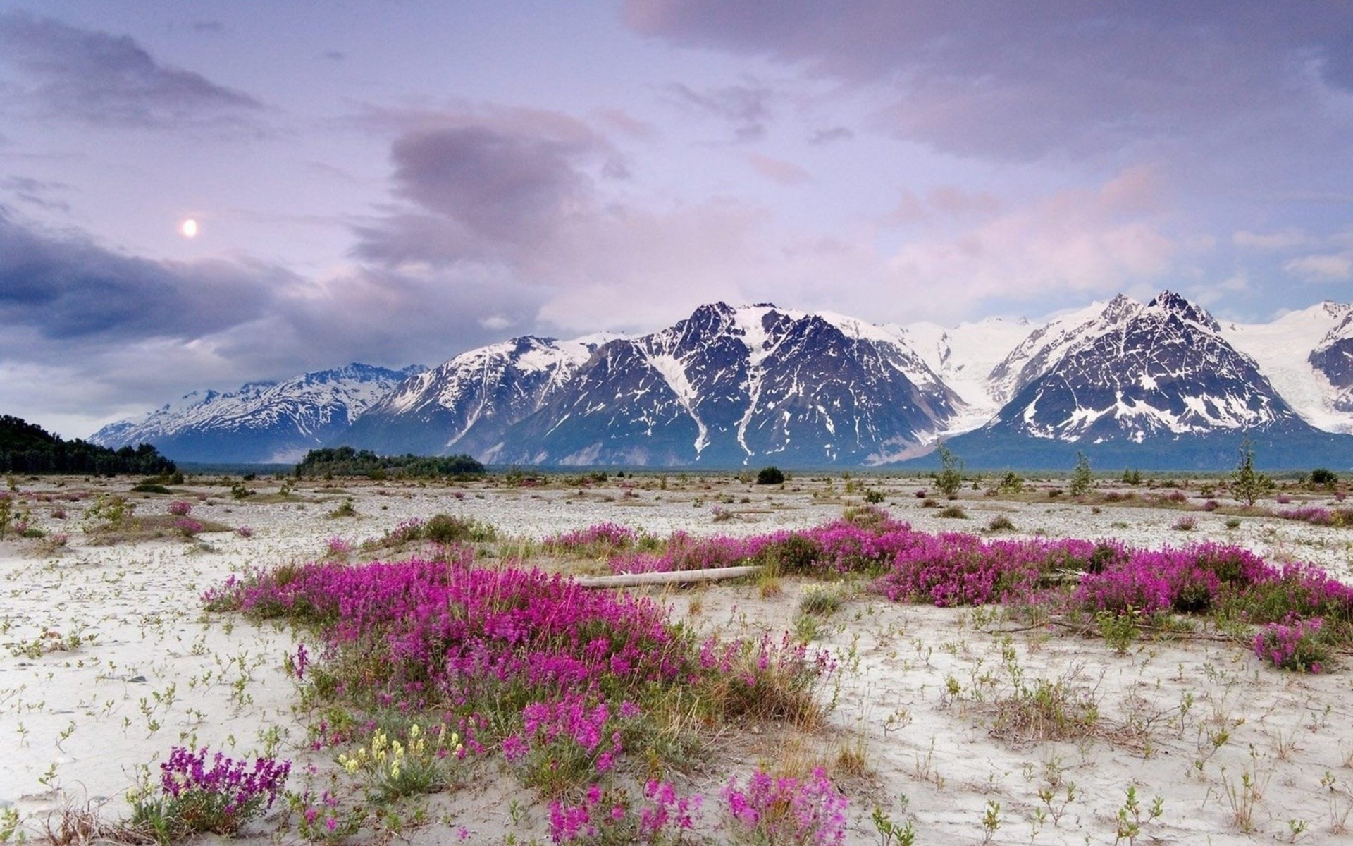 Snow-capped mountains and purple wildflowers in a sandy landscape HD Wallpaper