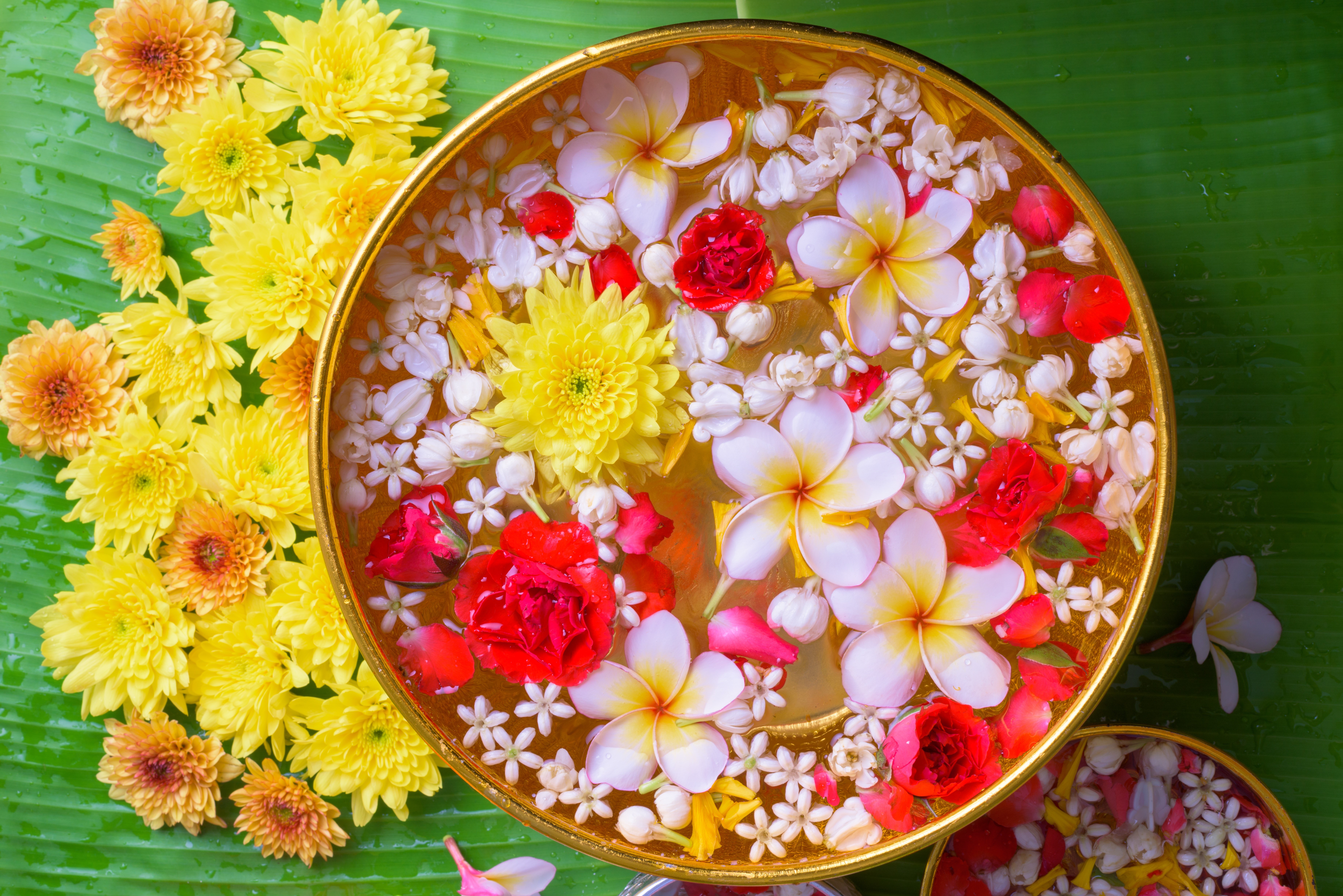 Plumeria and Chrysanthemums in Water Bowl HD Wallpaper