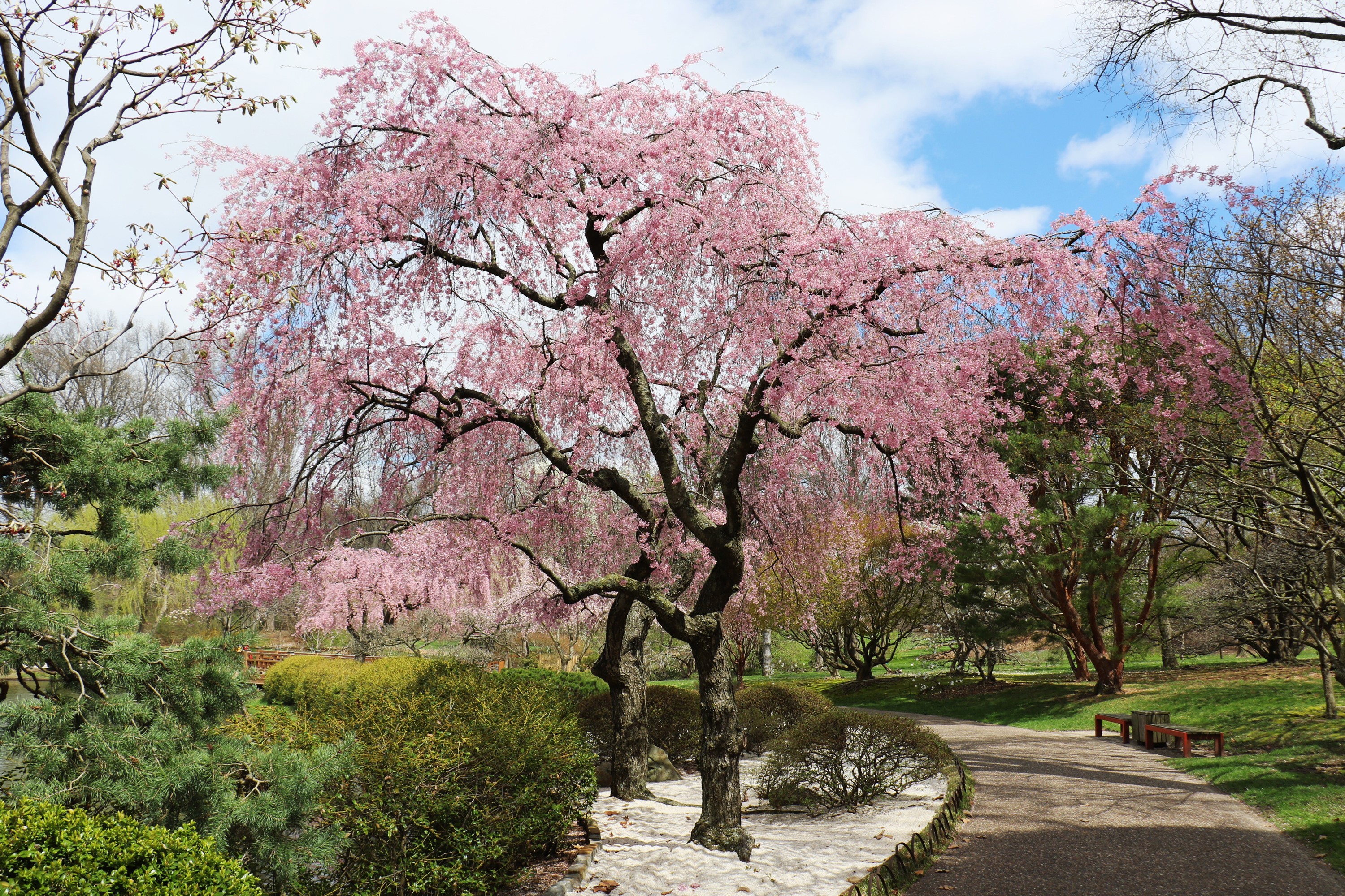 Weeping Cherry Tree in Bloom at Missouri Botanical Garden HD Wallpaper