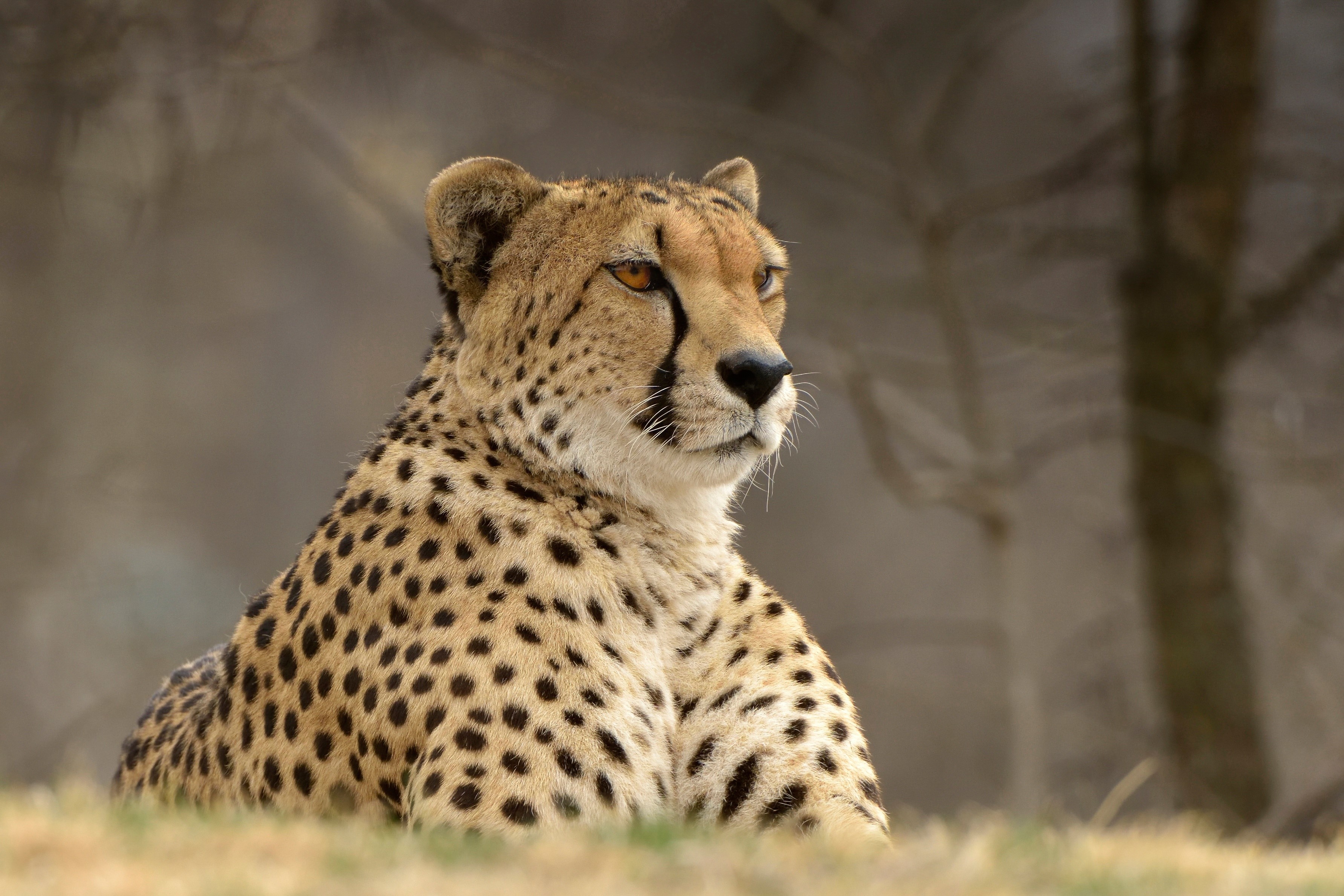 Cheetah looking to the side HD Wallpaper