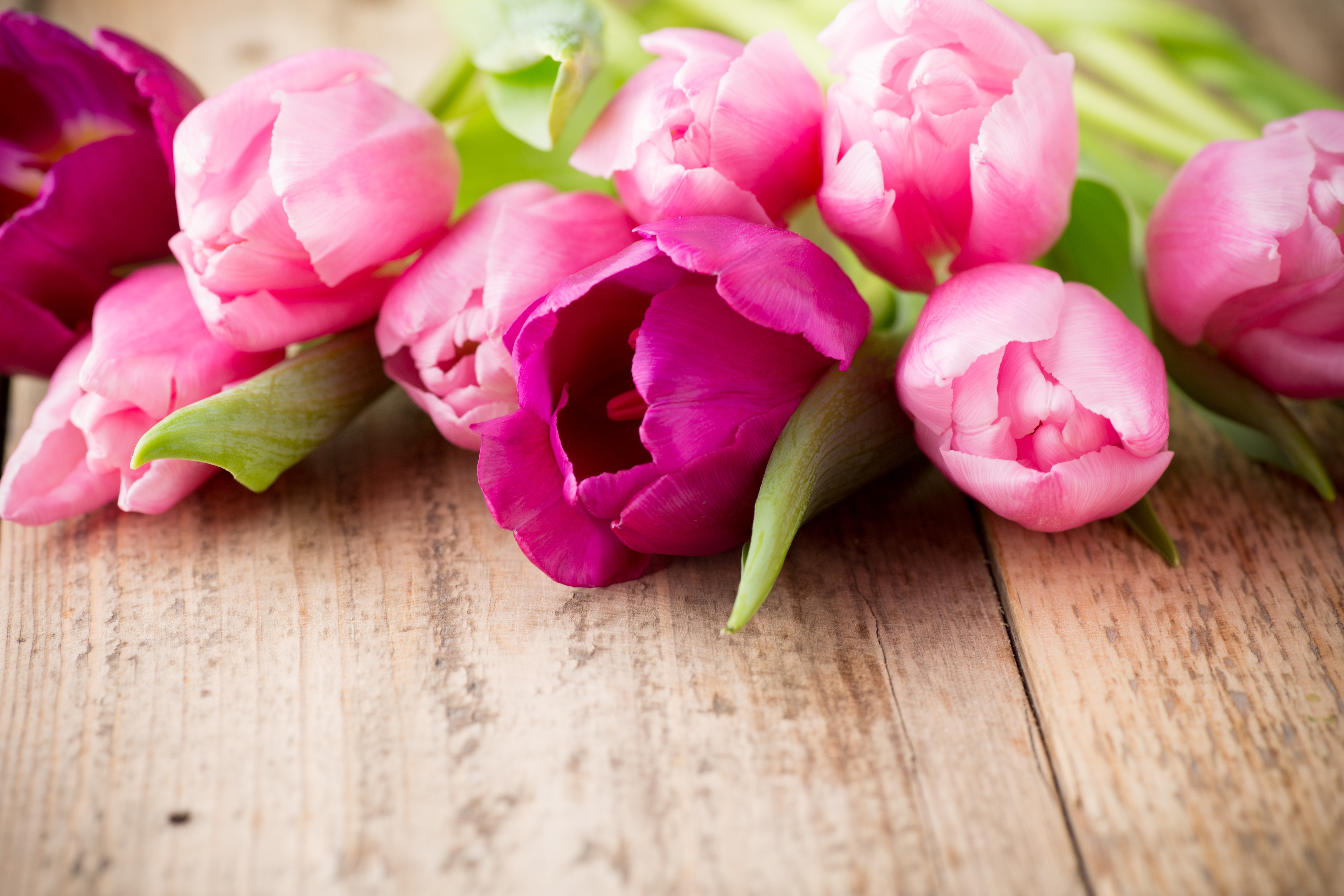 Pink and purple tulips on wood planks HD Wallpaper