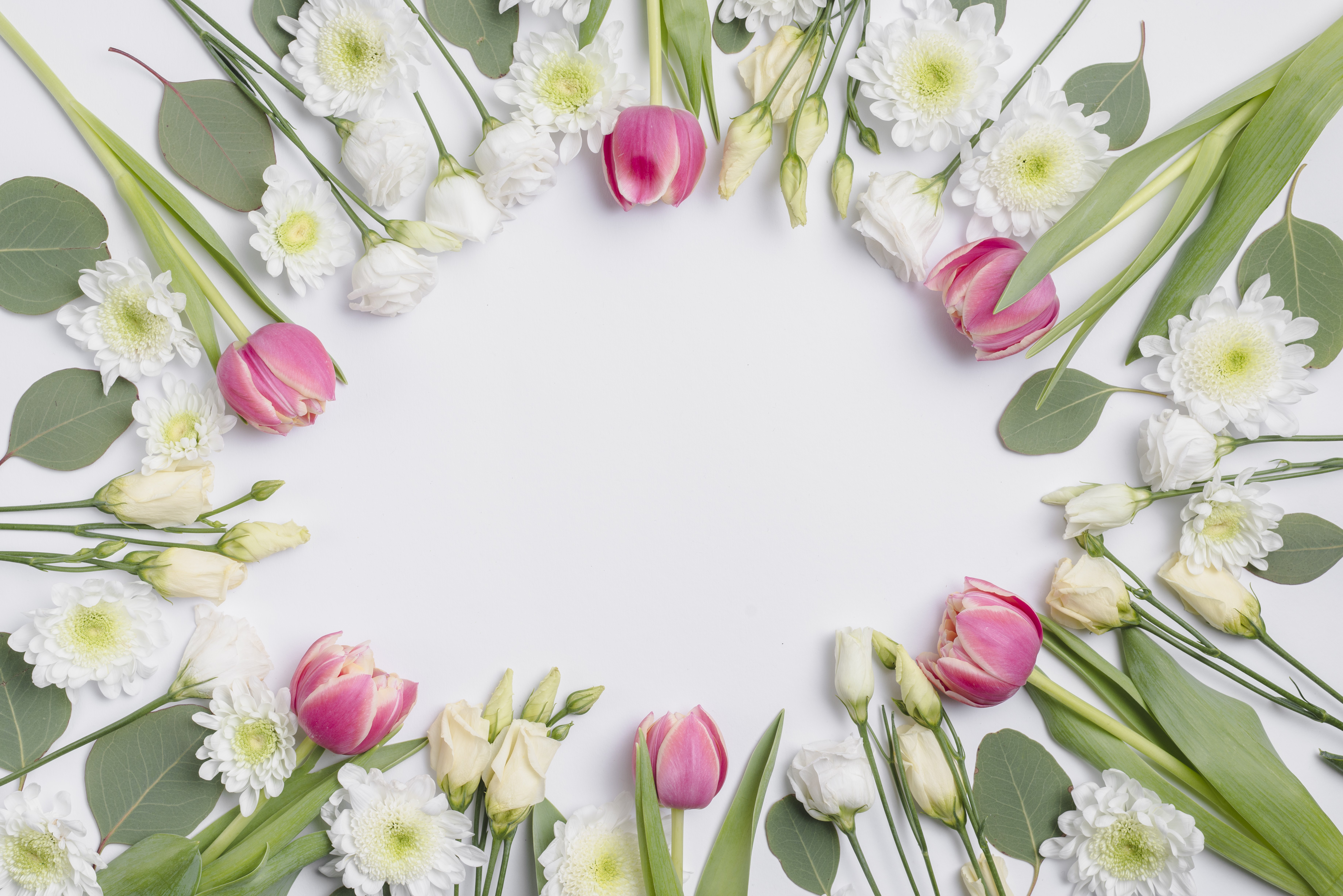 Tulips, Eustoma, and Chrysanthemums on White Background HD Wallpaper