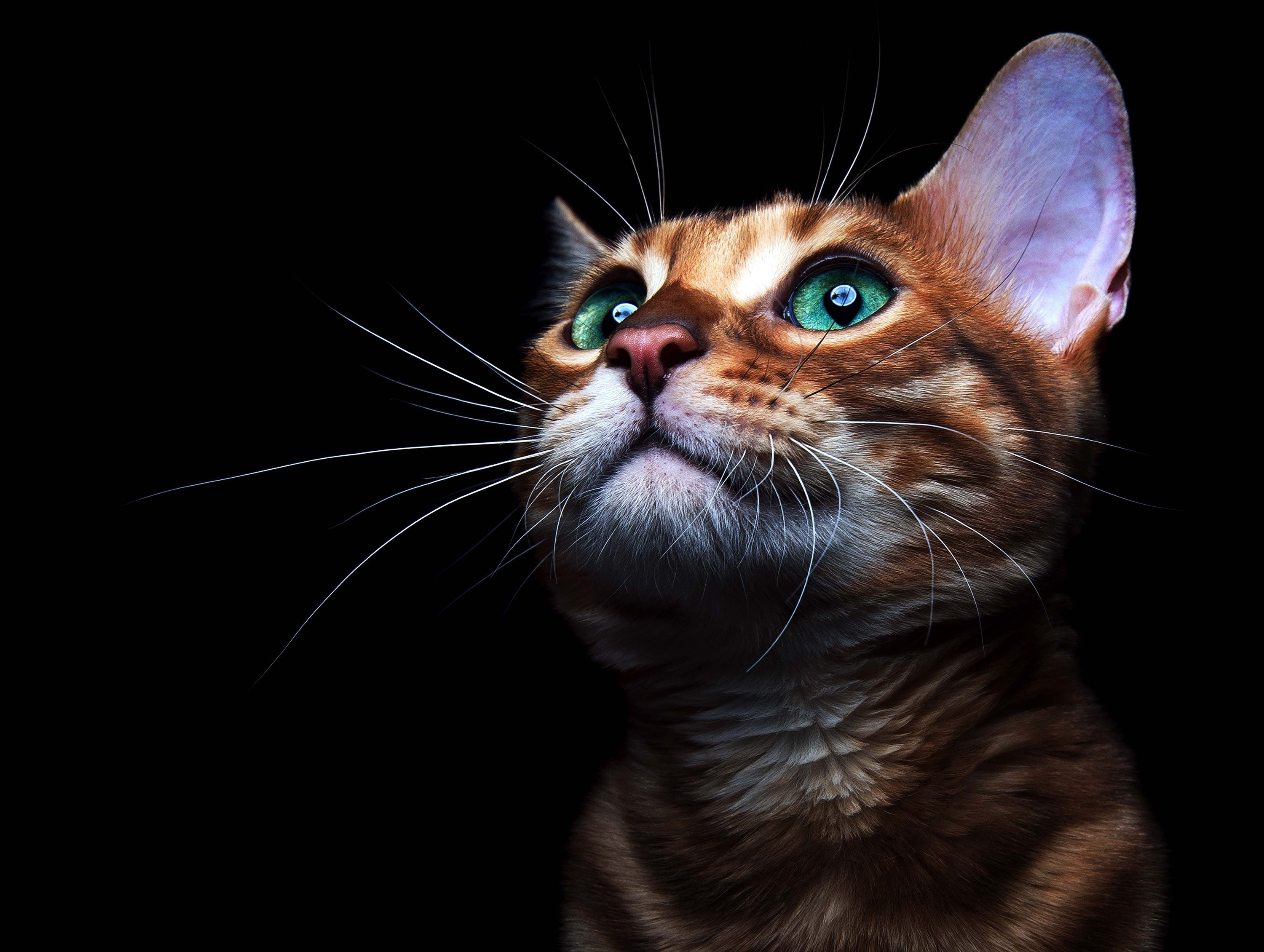 Bengal cat with green eyes looking up HD Wallpaper