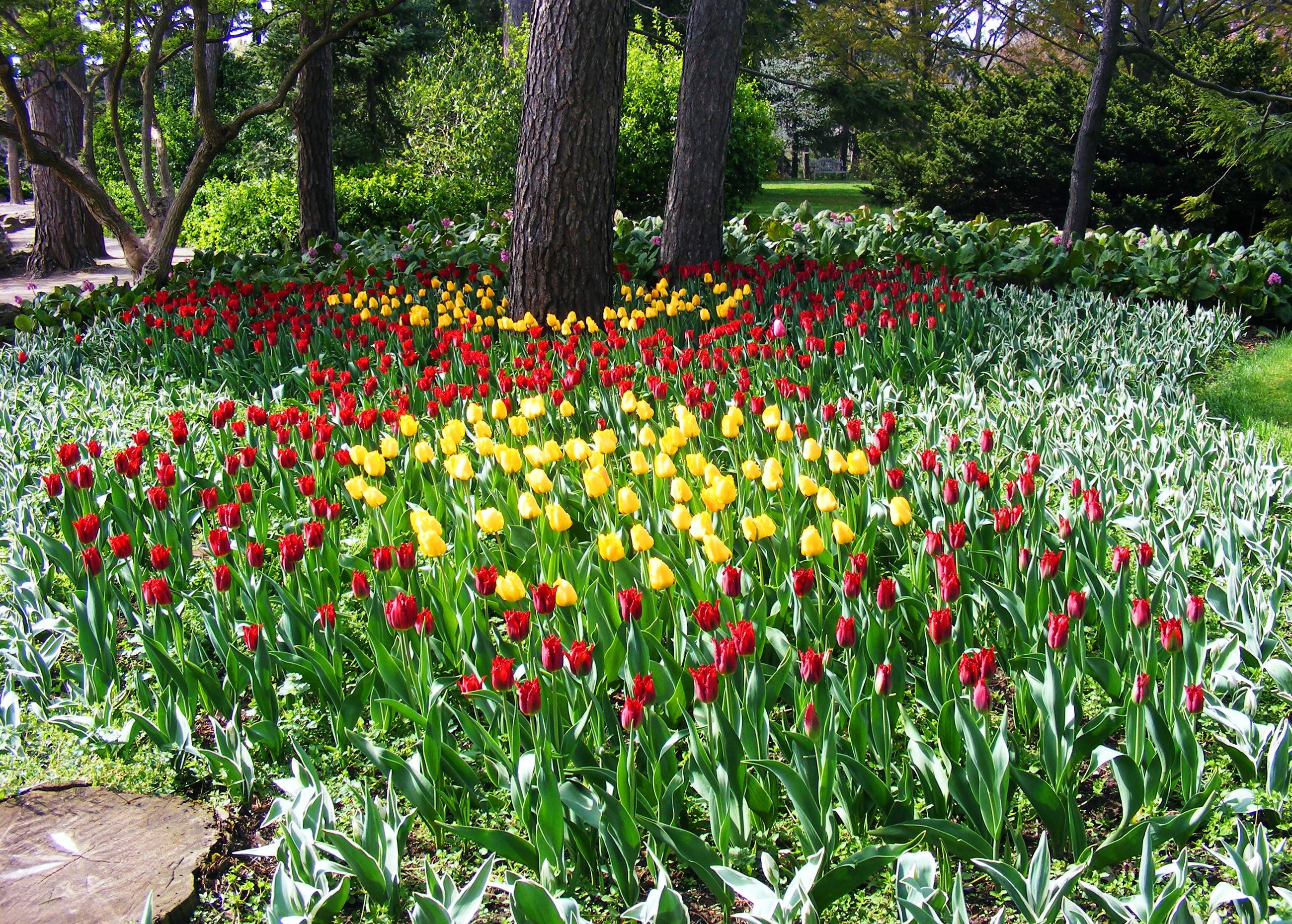 Keukenhof Gardens in the Netherlands with Tulips HD Wallpaper