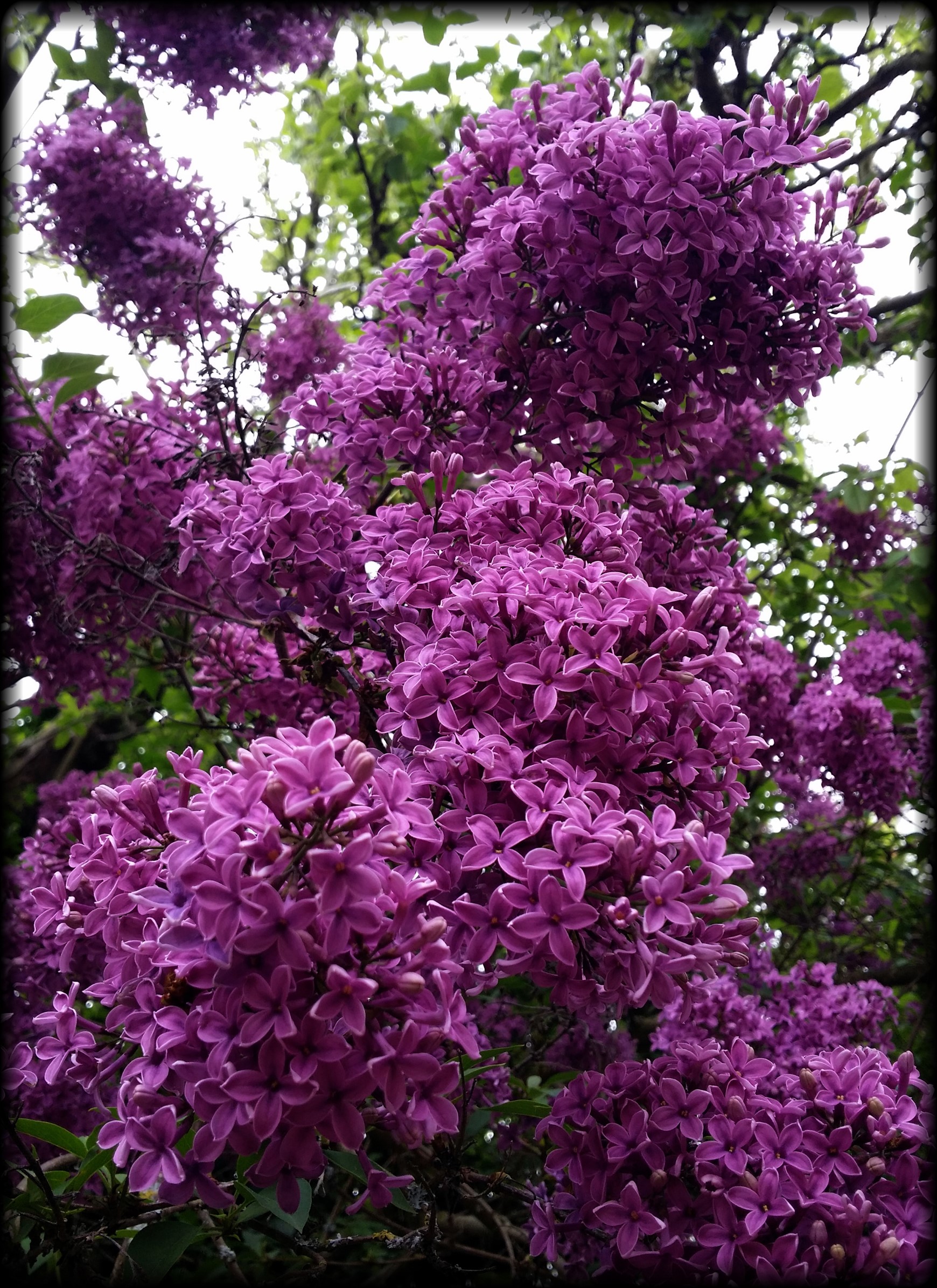 Purple Lilac Flowers in Bloom HD Phone Wallpaper