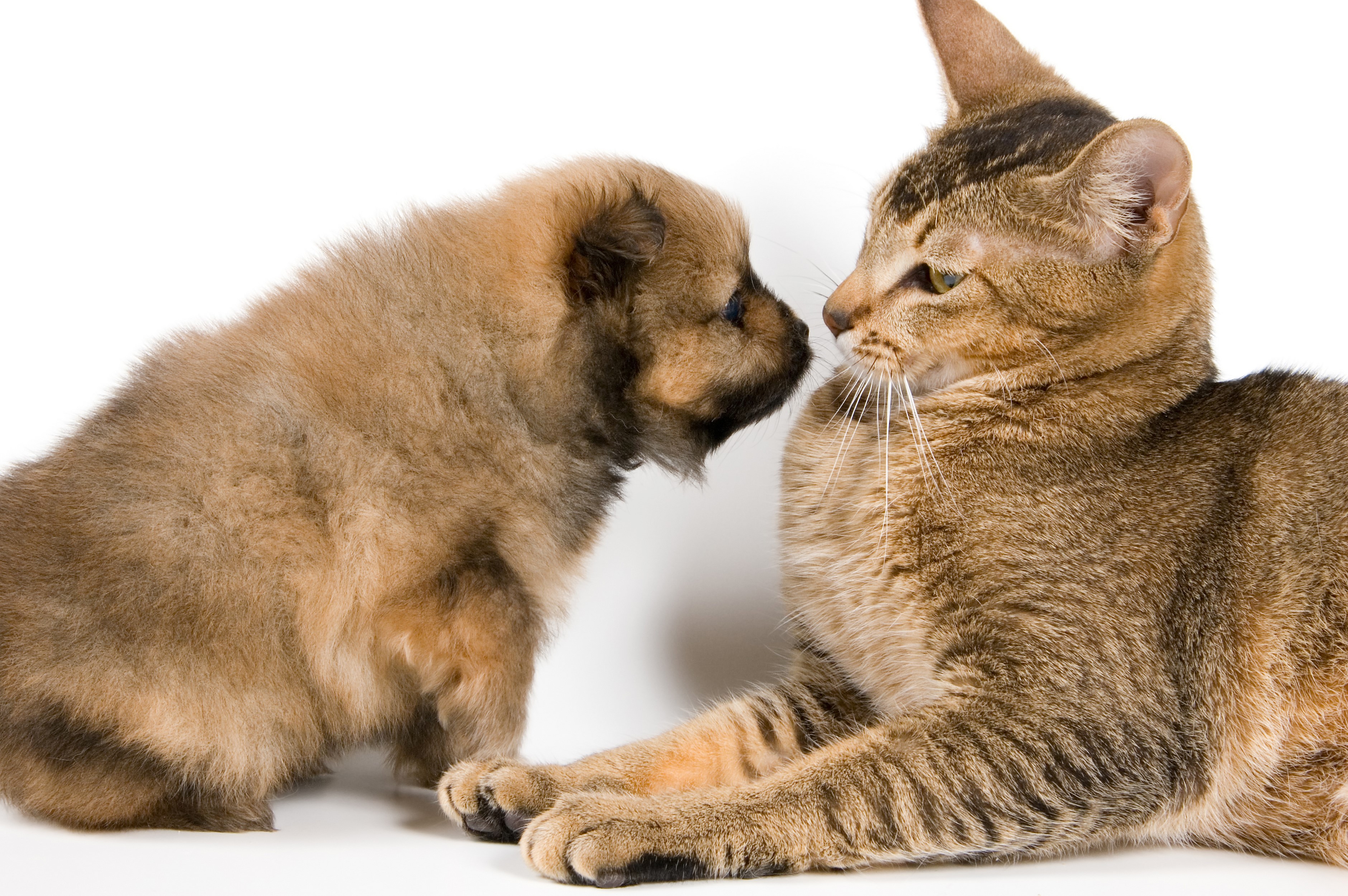 Puppy and cat face to face HD Wallpaper