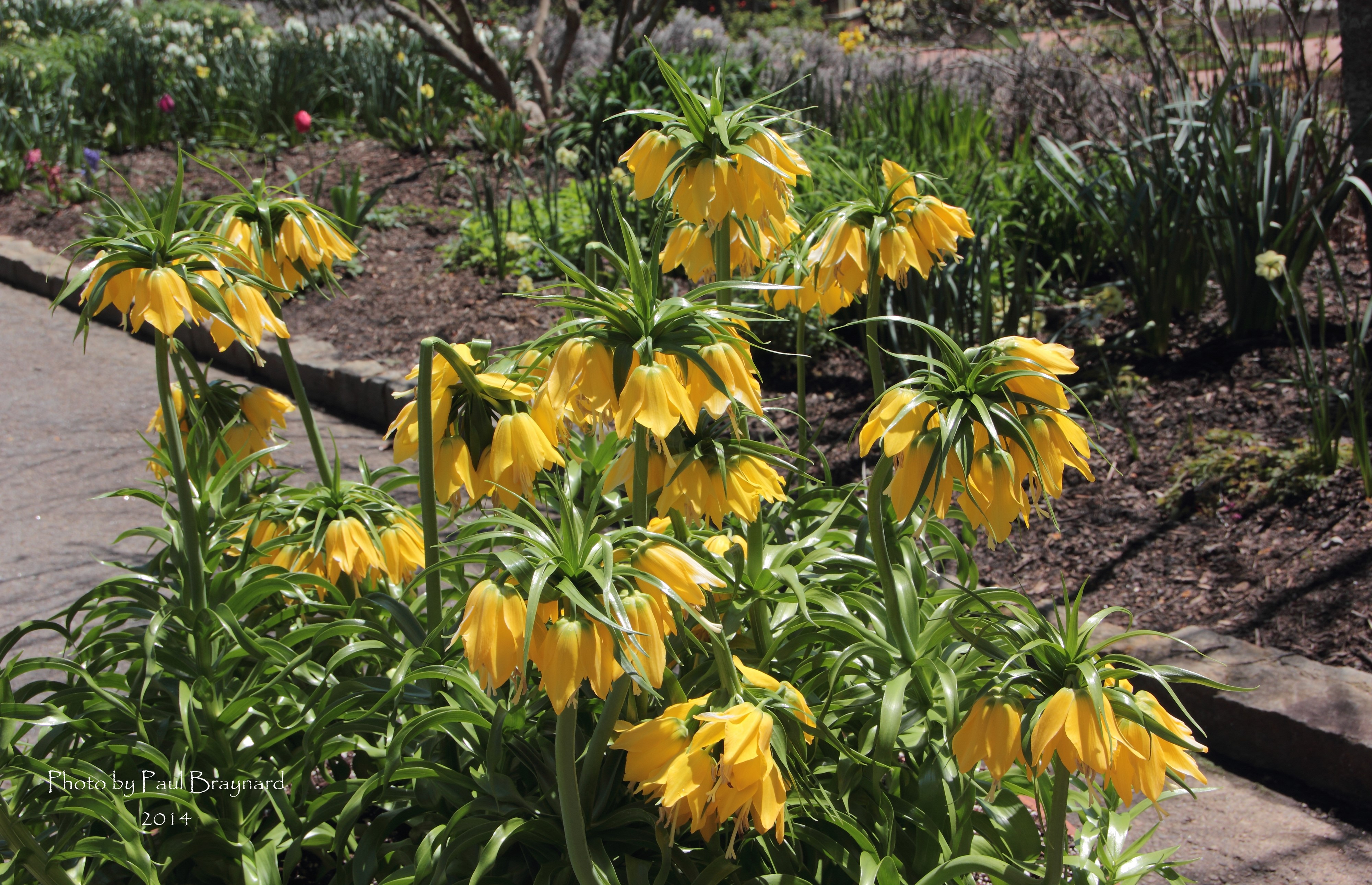 Yellow Fritillaria imperialis flowers HD Wallpaper