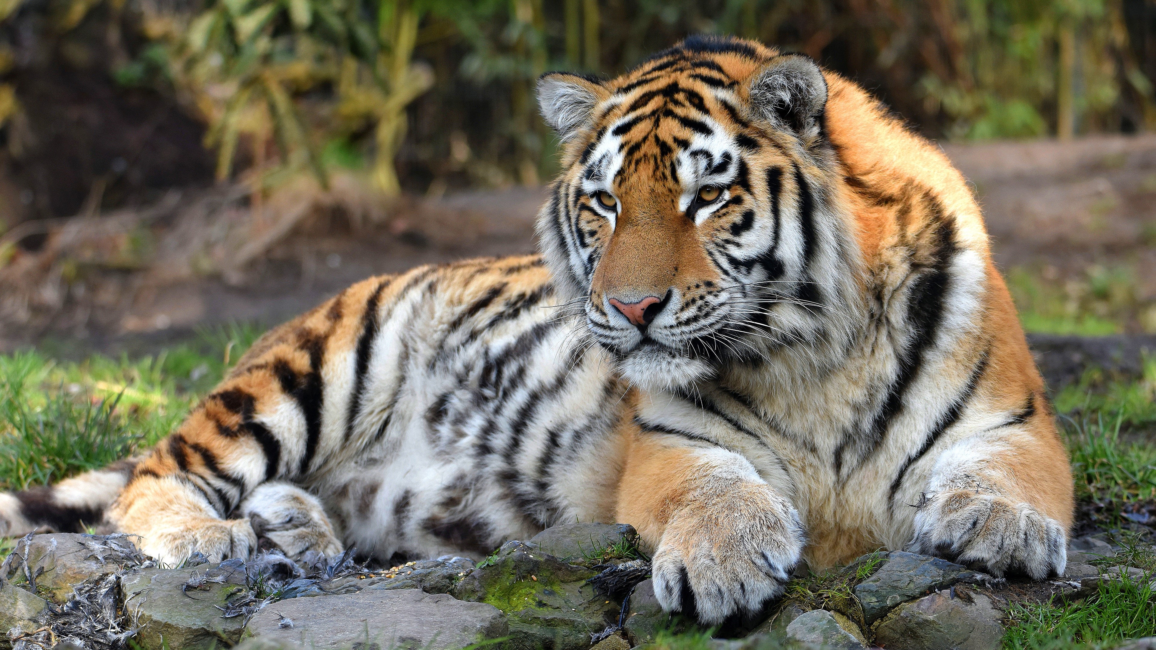 Tiger lying on rocks HD Wallpaper