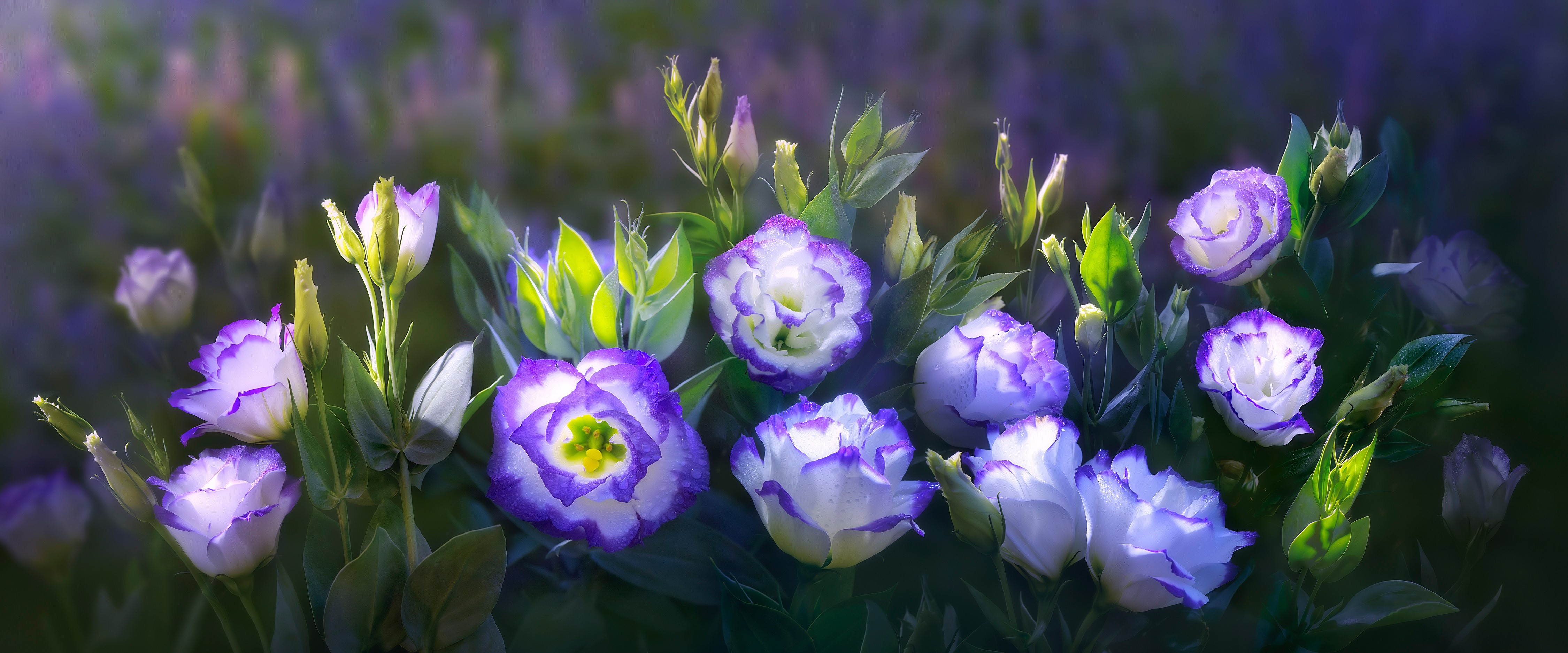 4K Eustoma flowers HD Wallpaper