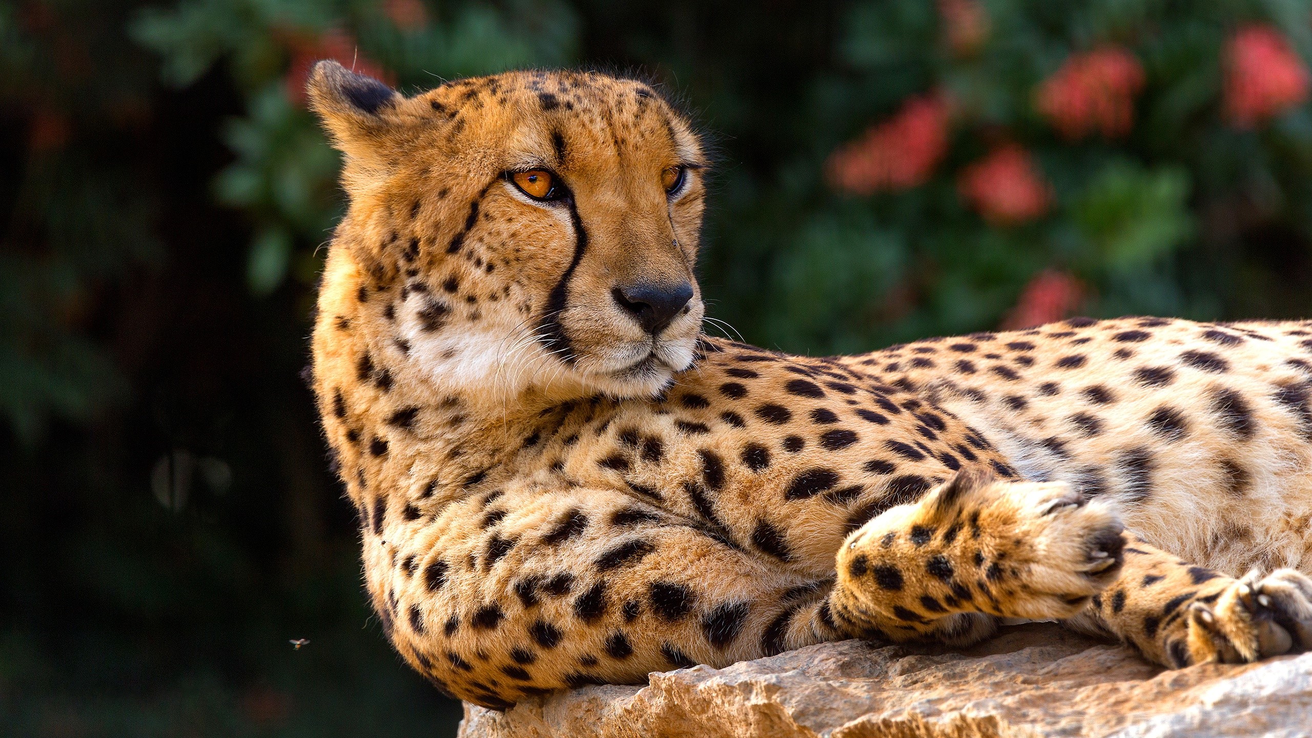 Cheetah resting on a rock with red flowers in background HD Wallpaper