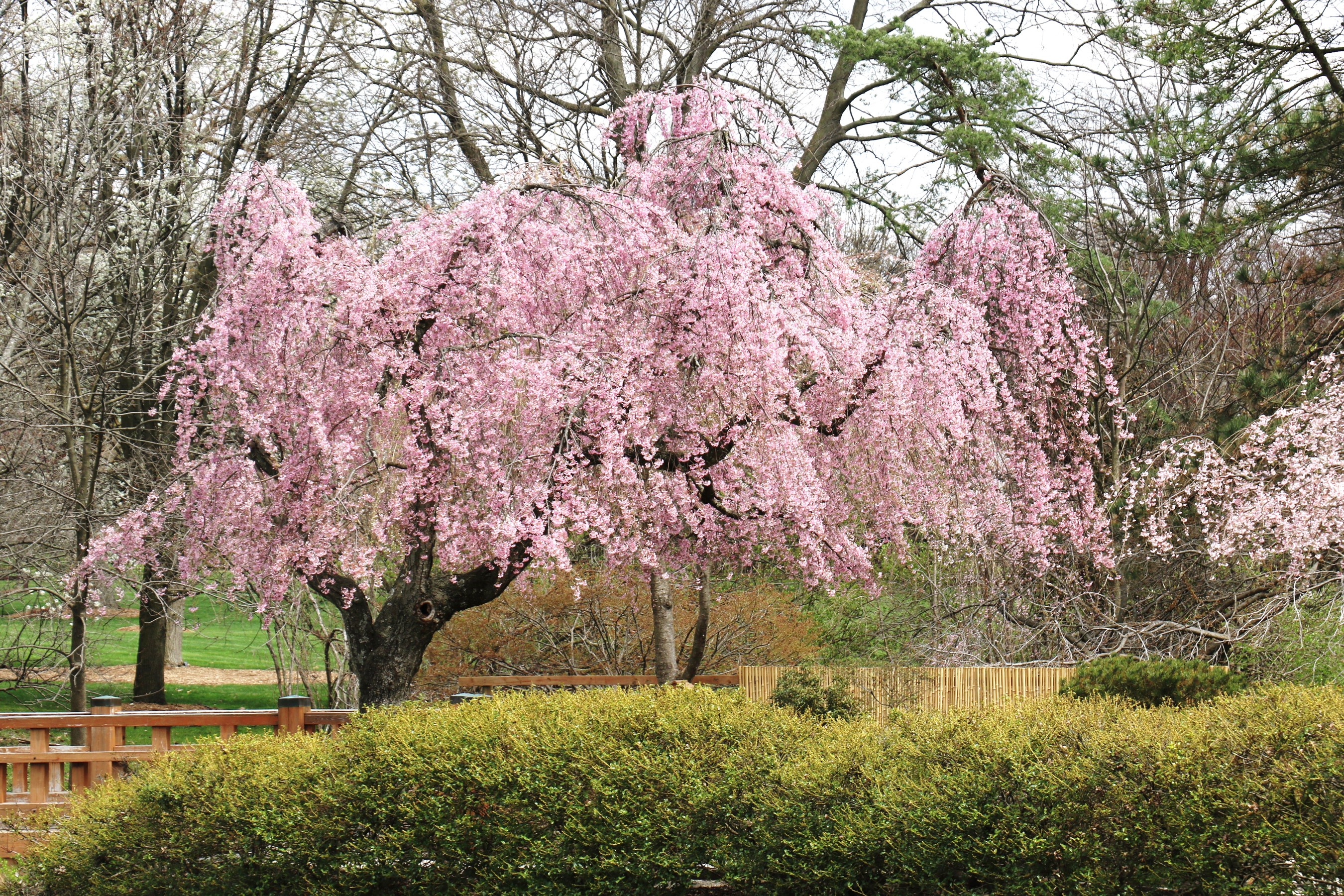 Weeping Cherry Tree in Bloom at Missouri Botanical Garden HD Wallpaper
