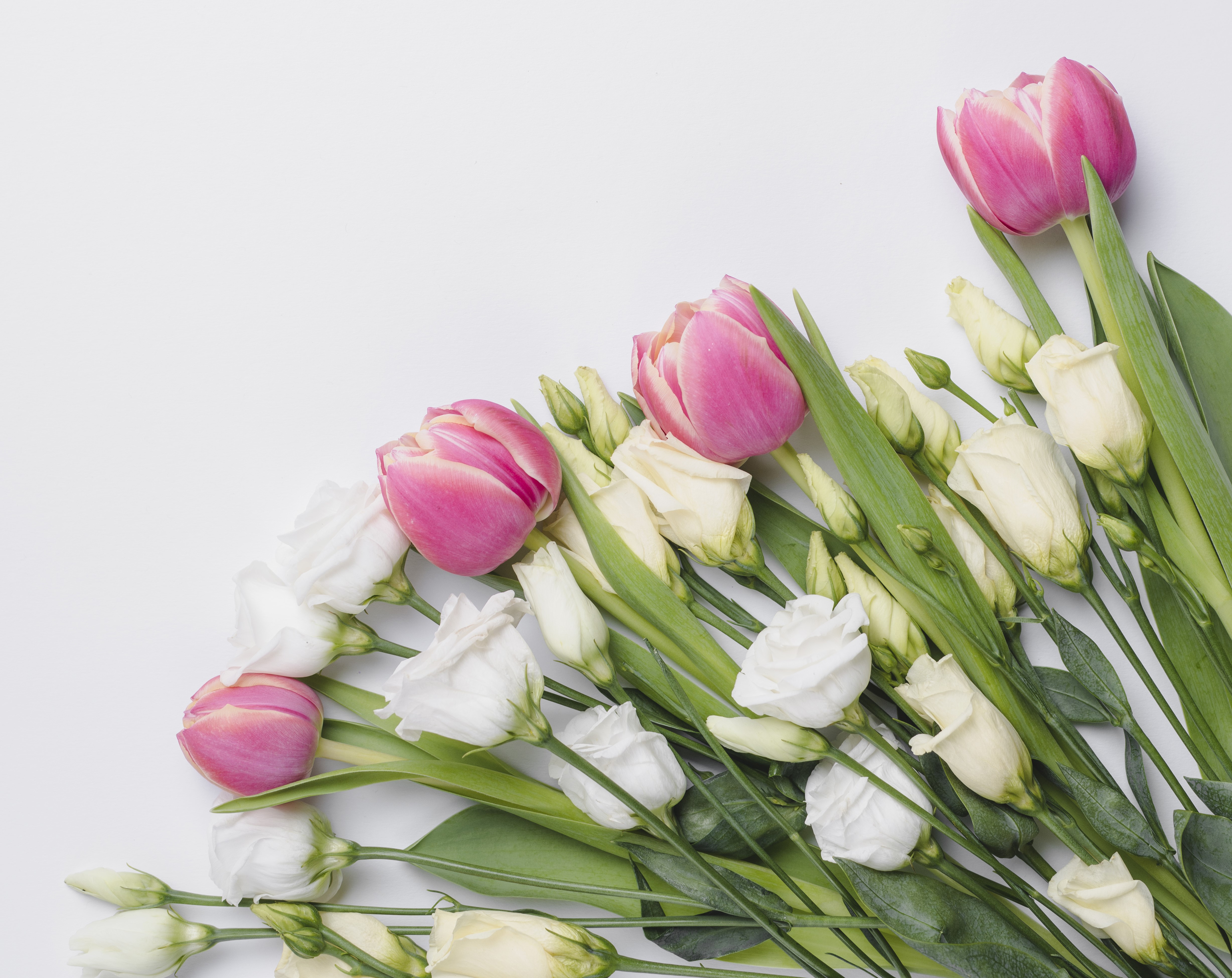Pink Tulips and White Eustoma Flowers HD Wallpaper