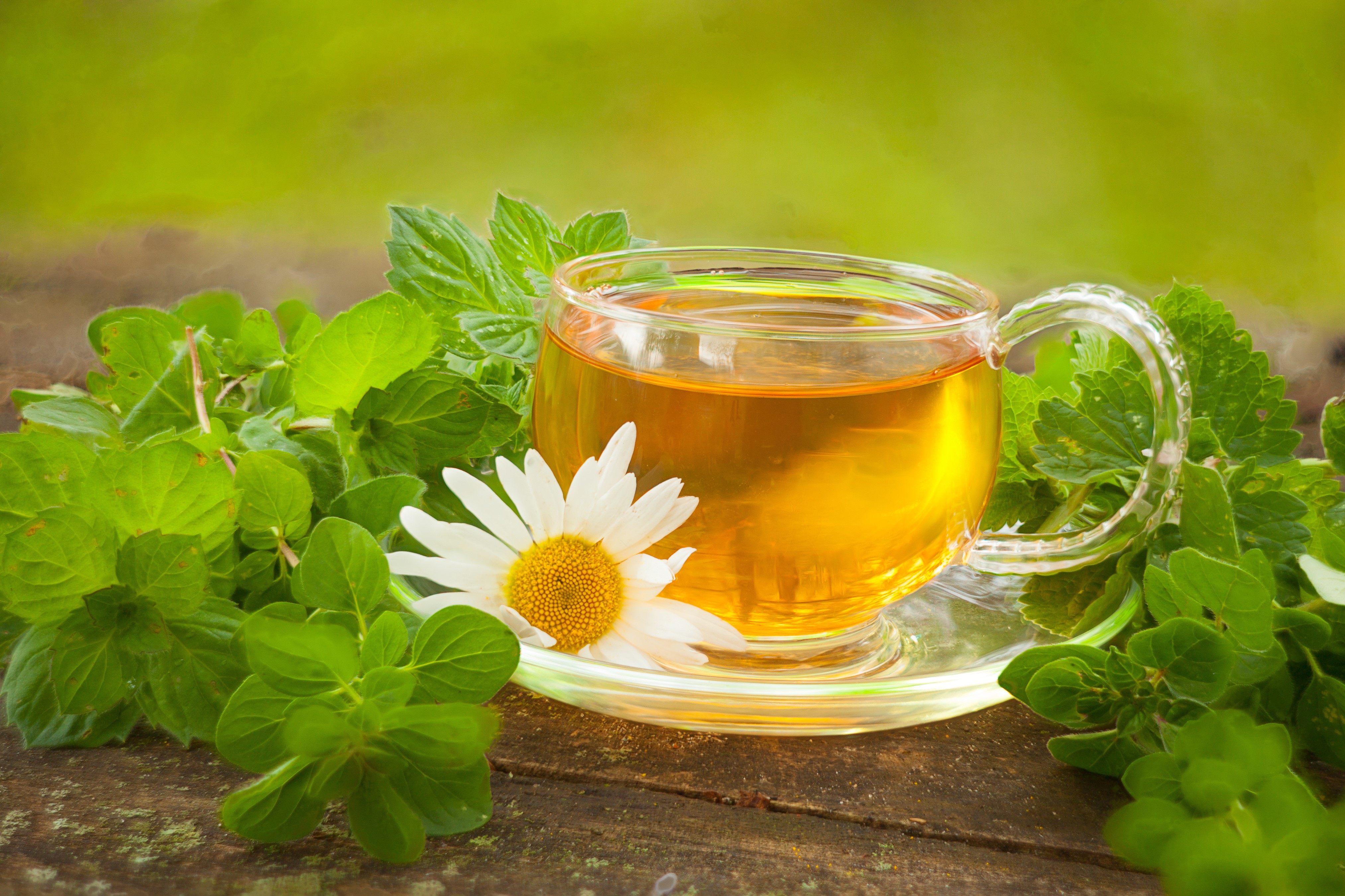 4K Tea in a Cup with Camomiles and Foliage HD Wallpaper