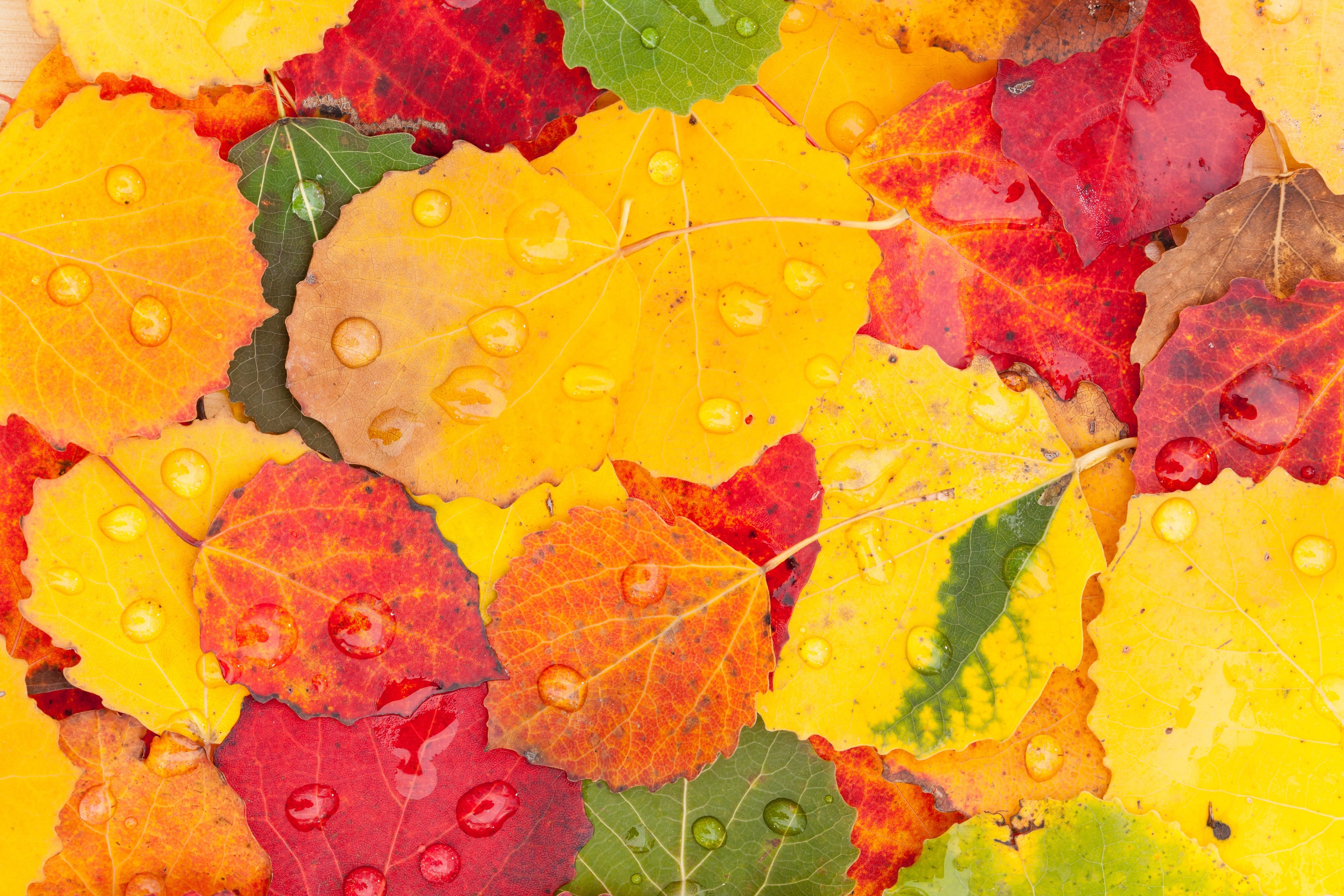 Autumn leaves with water drops HD Wallpaper