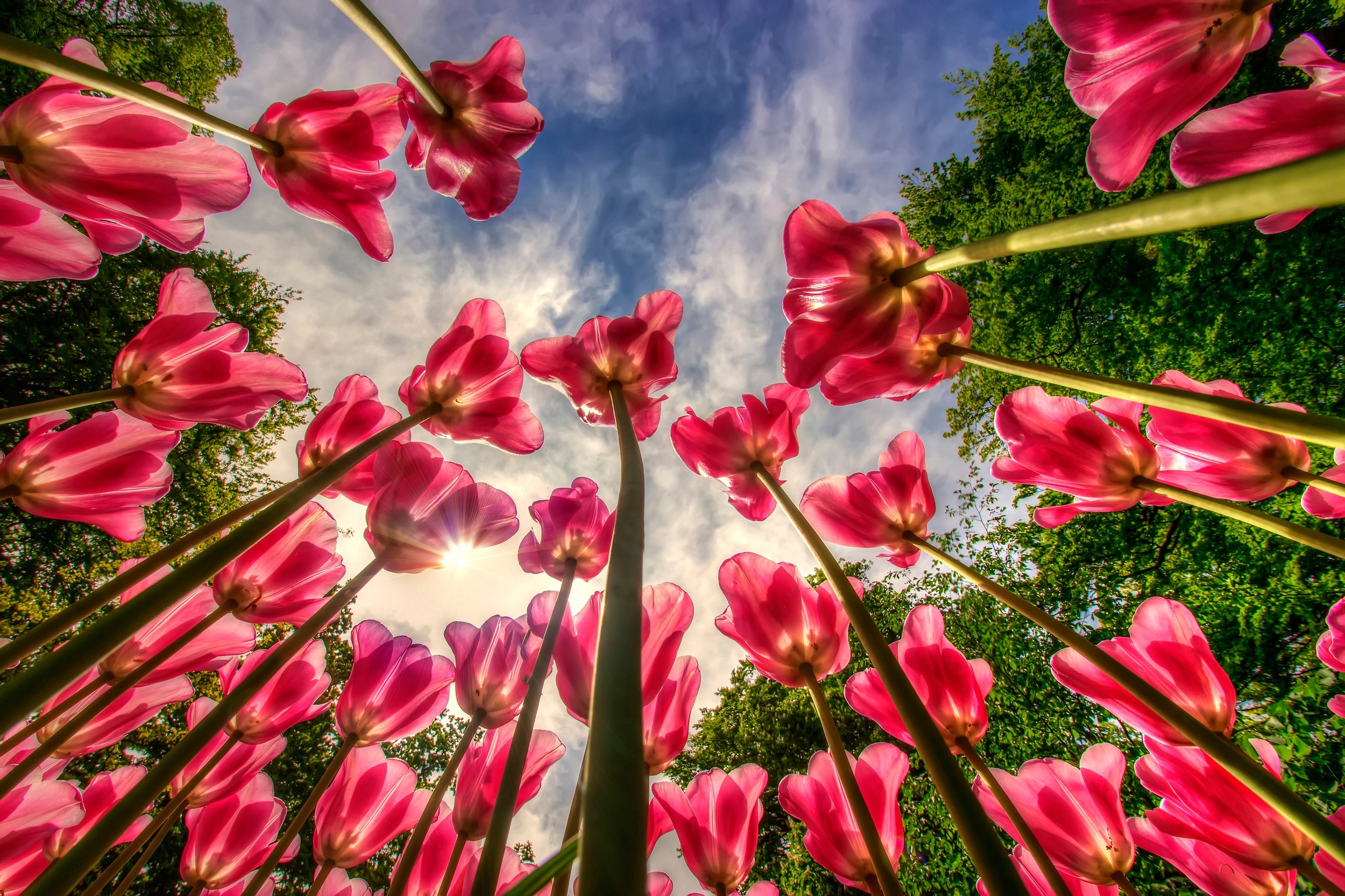 Pink Tulips Blooming Under a Cloudy Sky HD Wallpaper