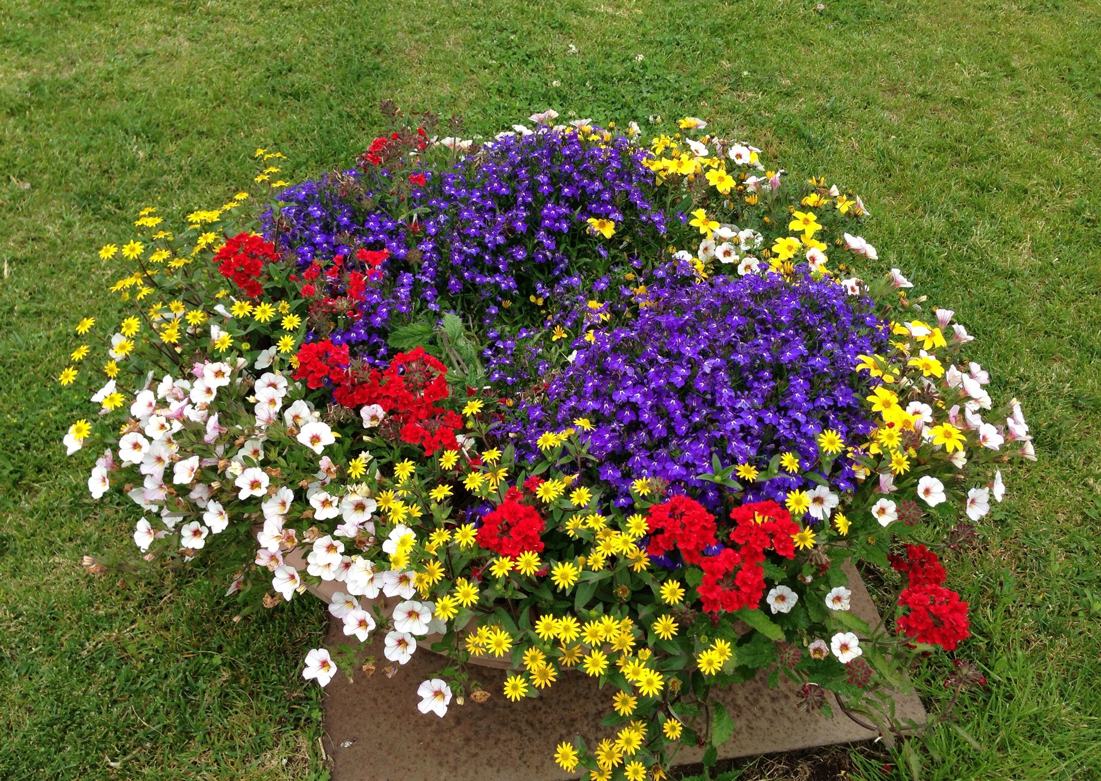 Colorful flower bed with red, white, yellow, and purple flowers HD Wallpaper