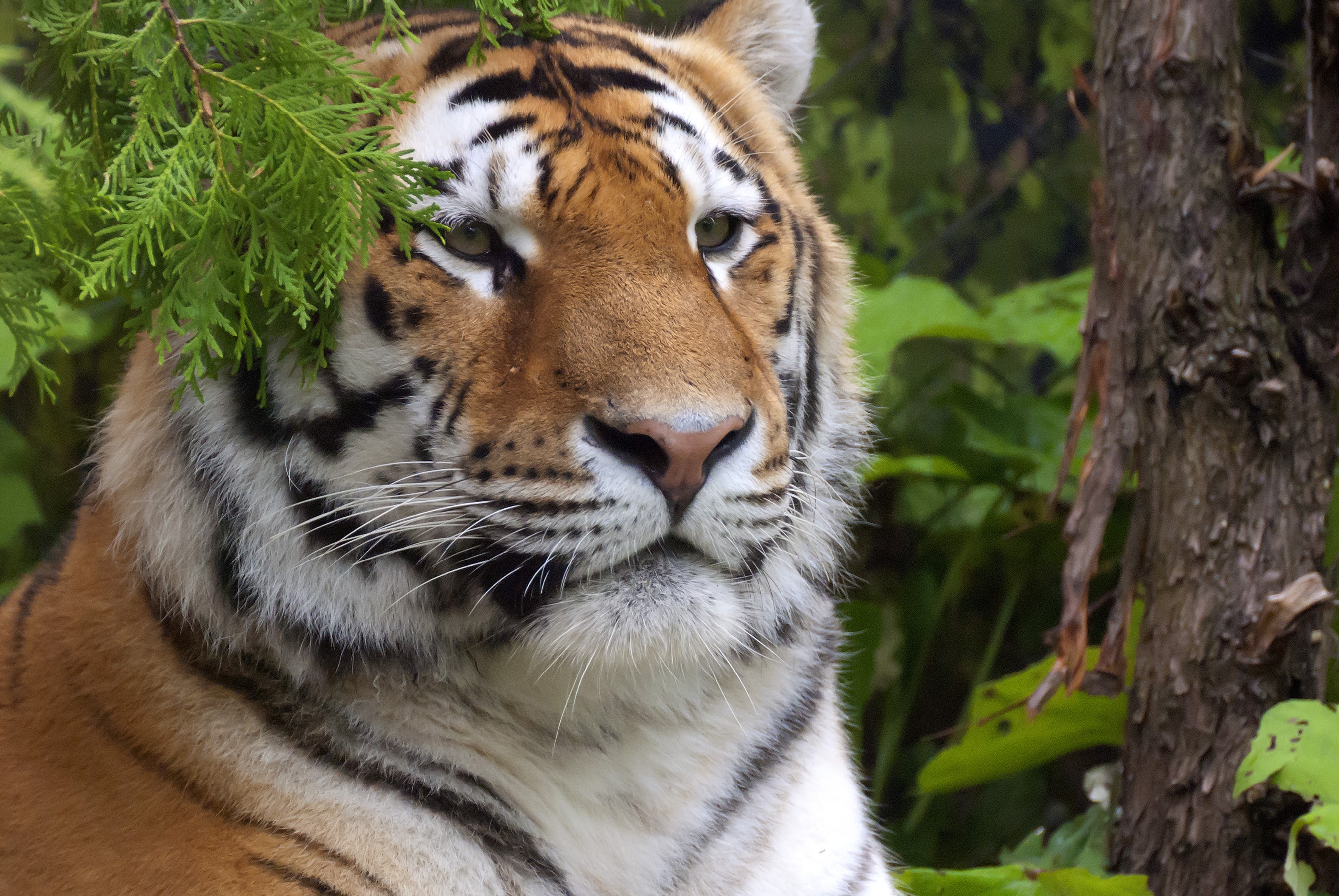 Tiger peeking through green foliage HD Wallpaper