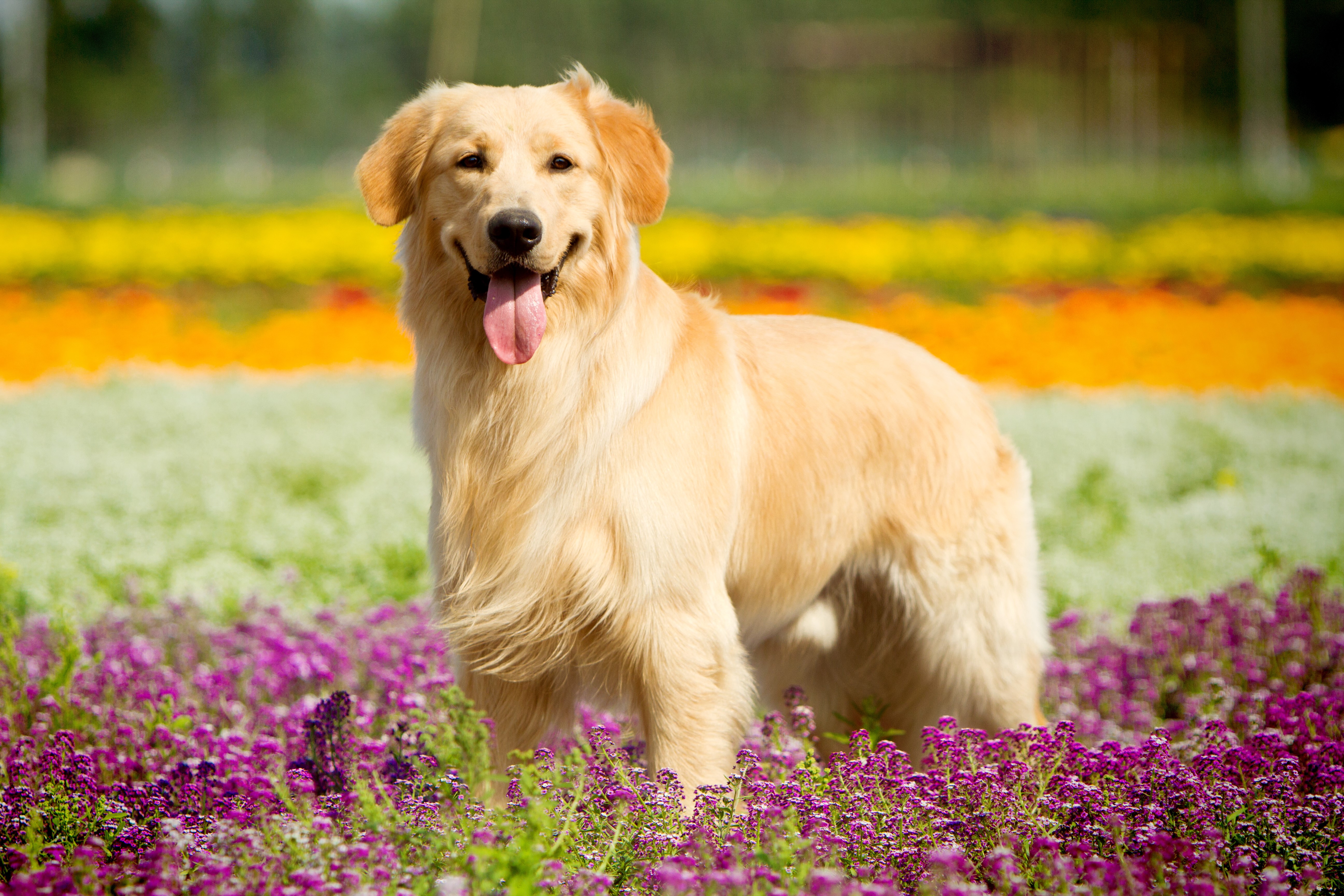 Golden Retriever Dog in a Field of Flowers HD Wallpaper