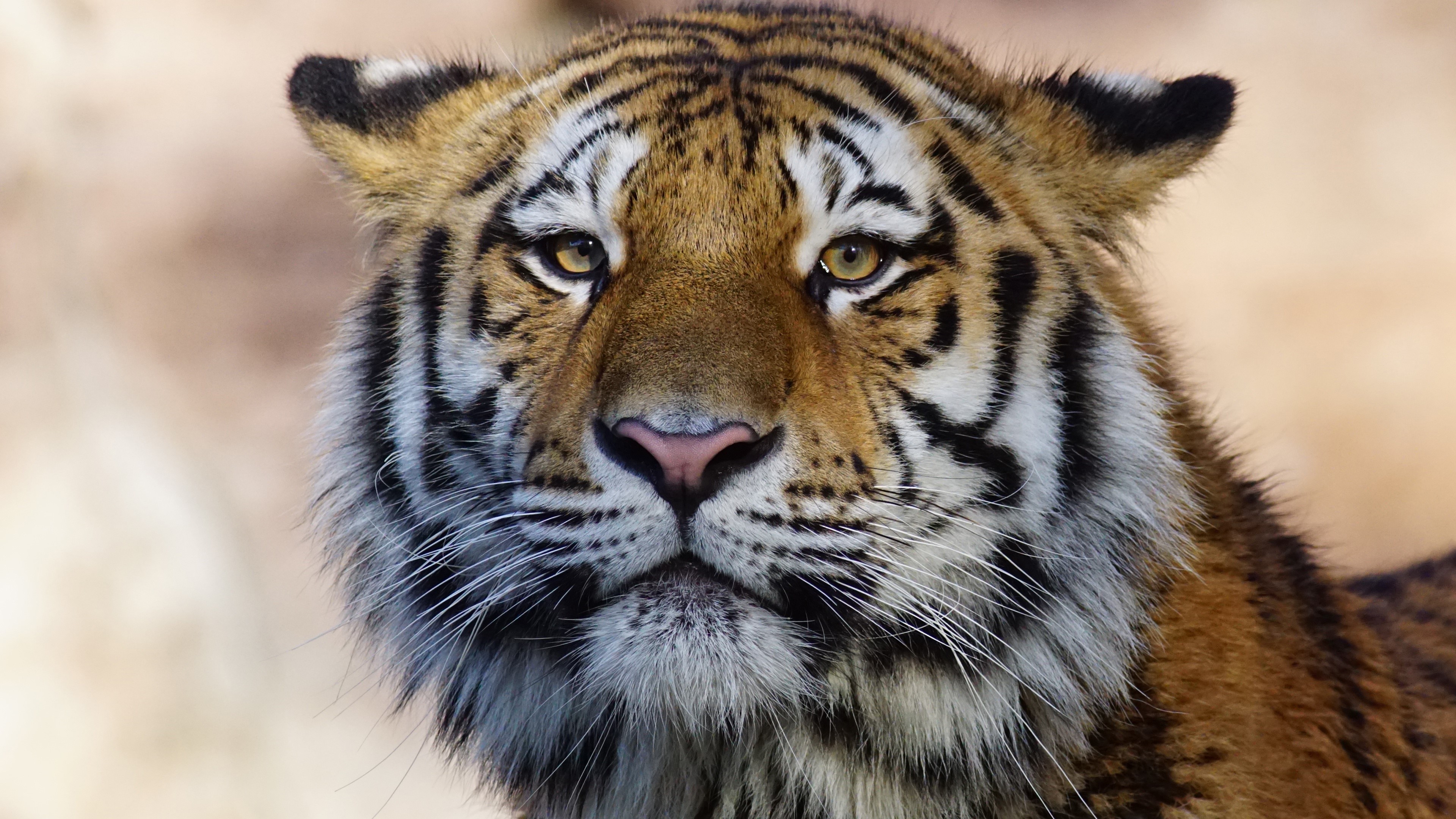 Close-up of a Tiger's Face HD Wallpaper