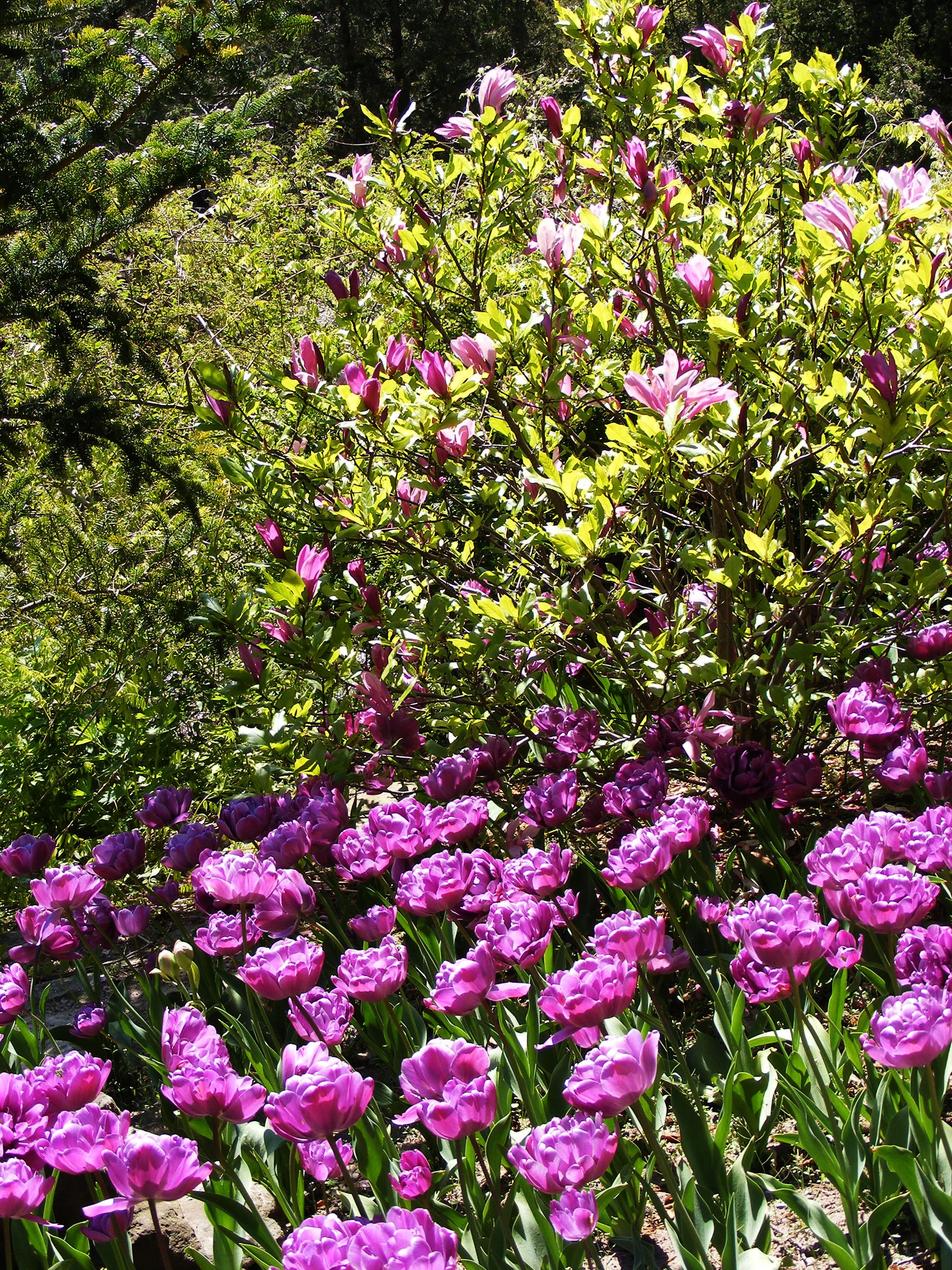 Pink tulips and magnolia tree in a garden HD Phone Wallpaper
