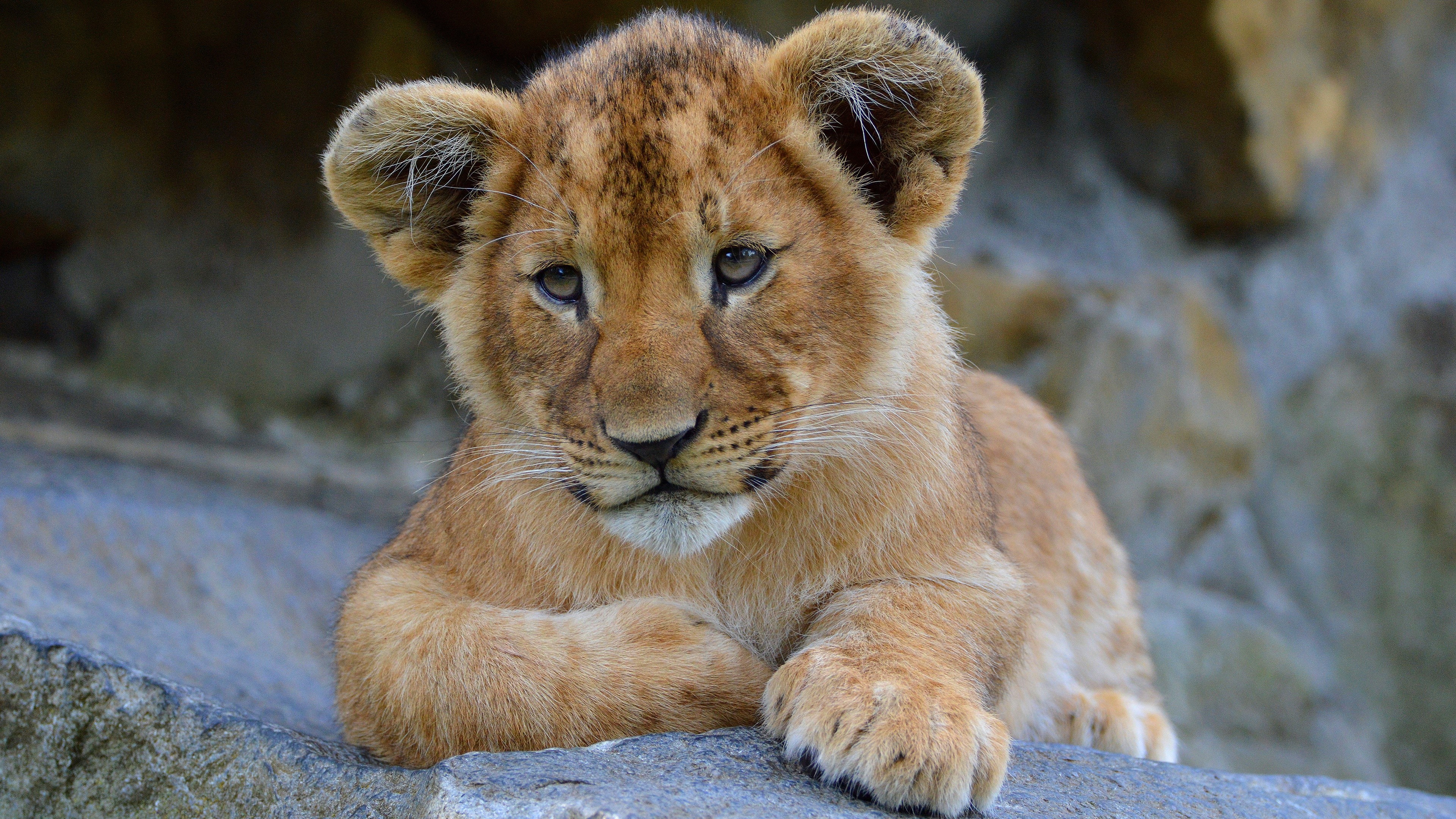 Lion Cub Looking HD Wallpaper