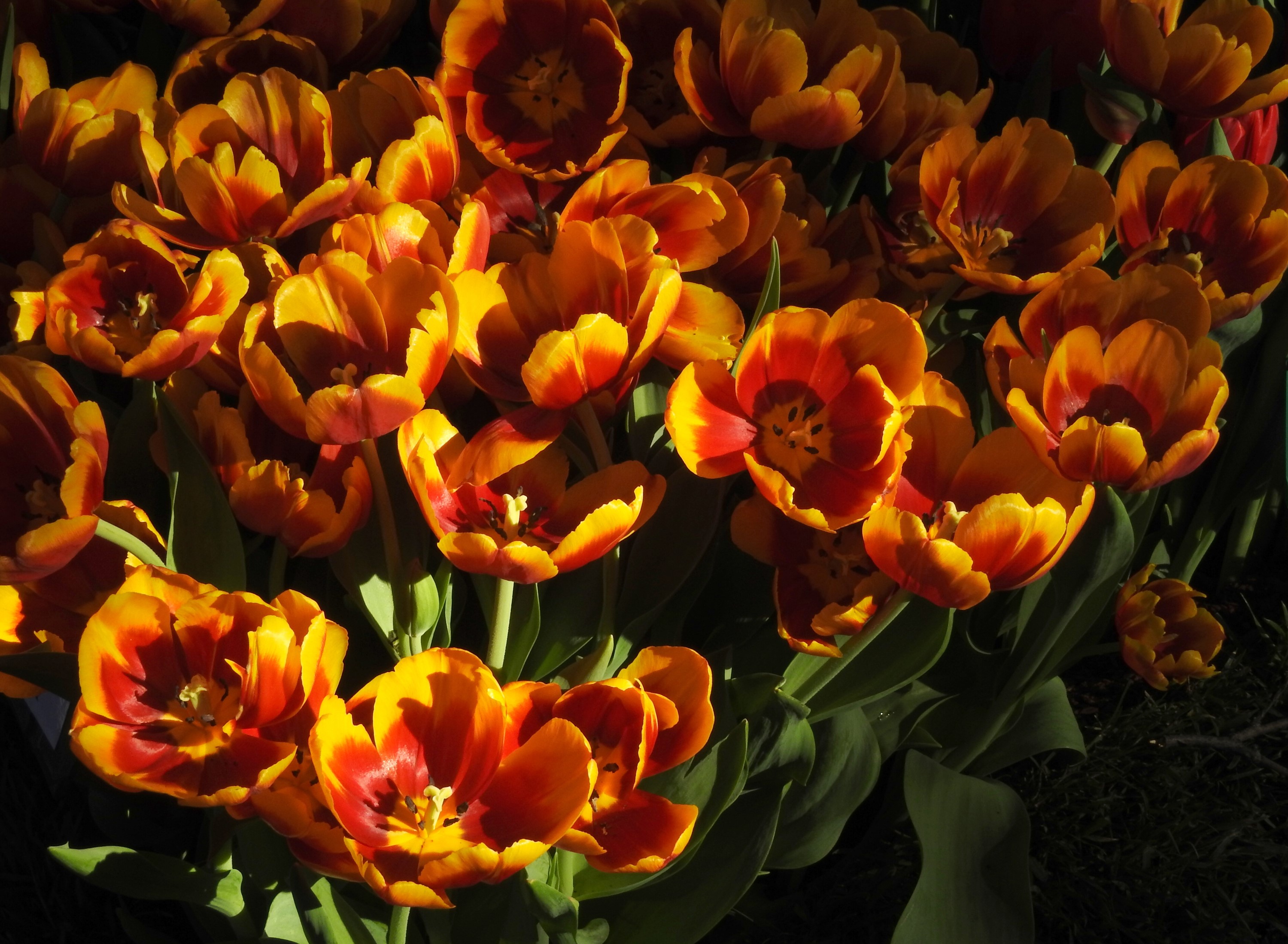 Close-up of orange and yellow tulips HD Wallpaper