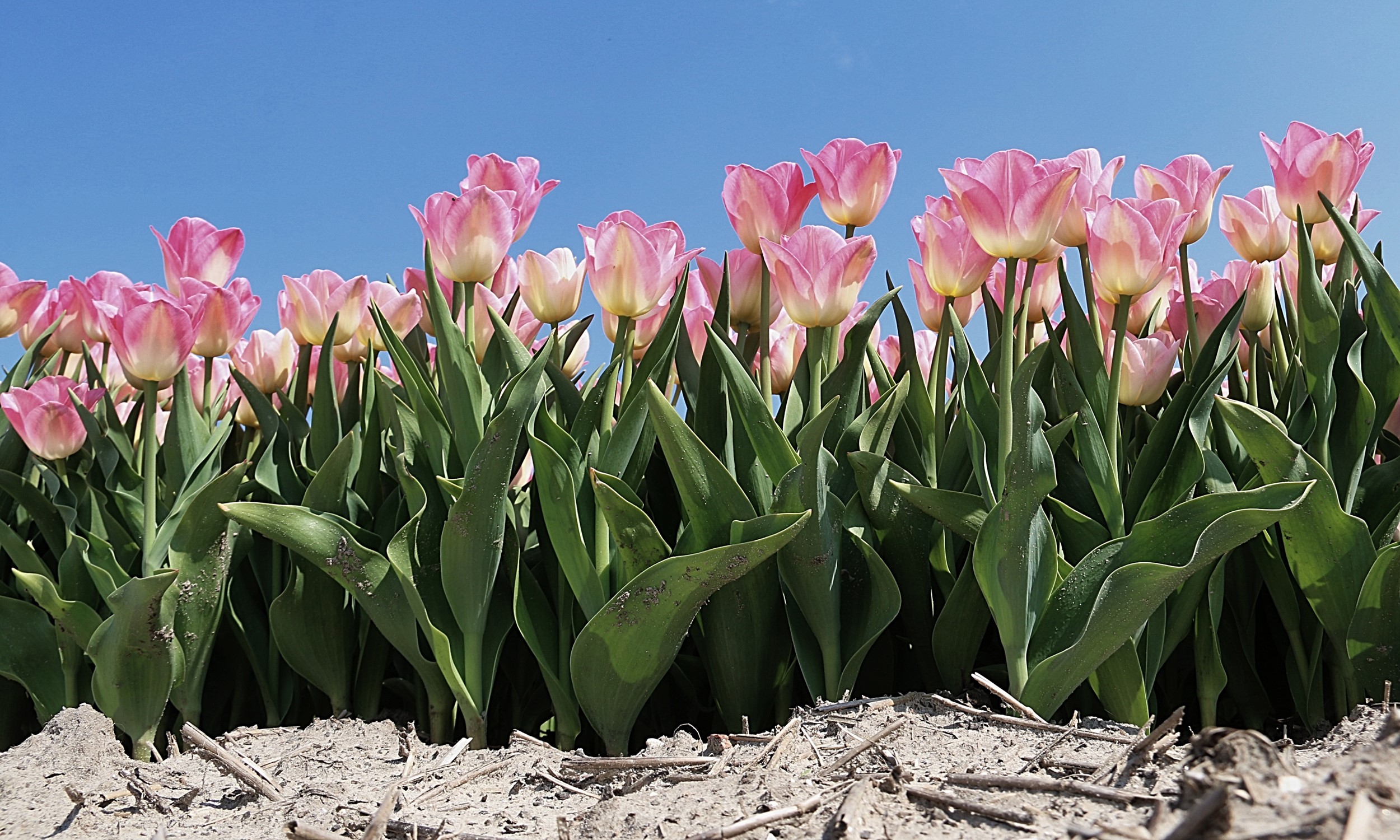 Pink tulips field under blue sky HD Wallpaper