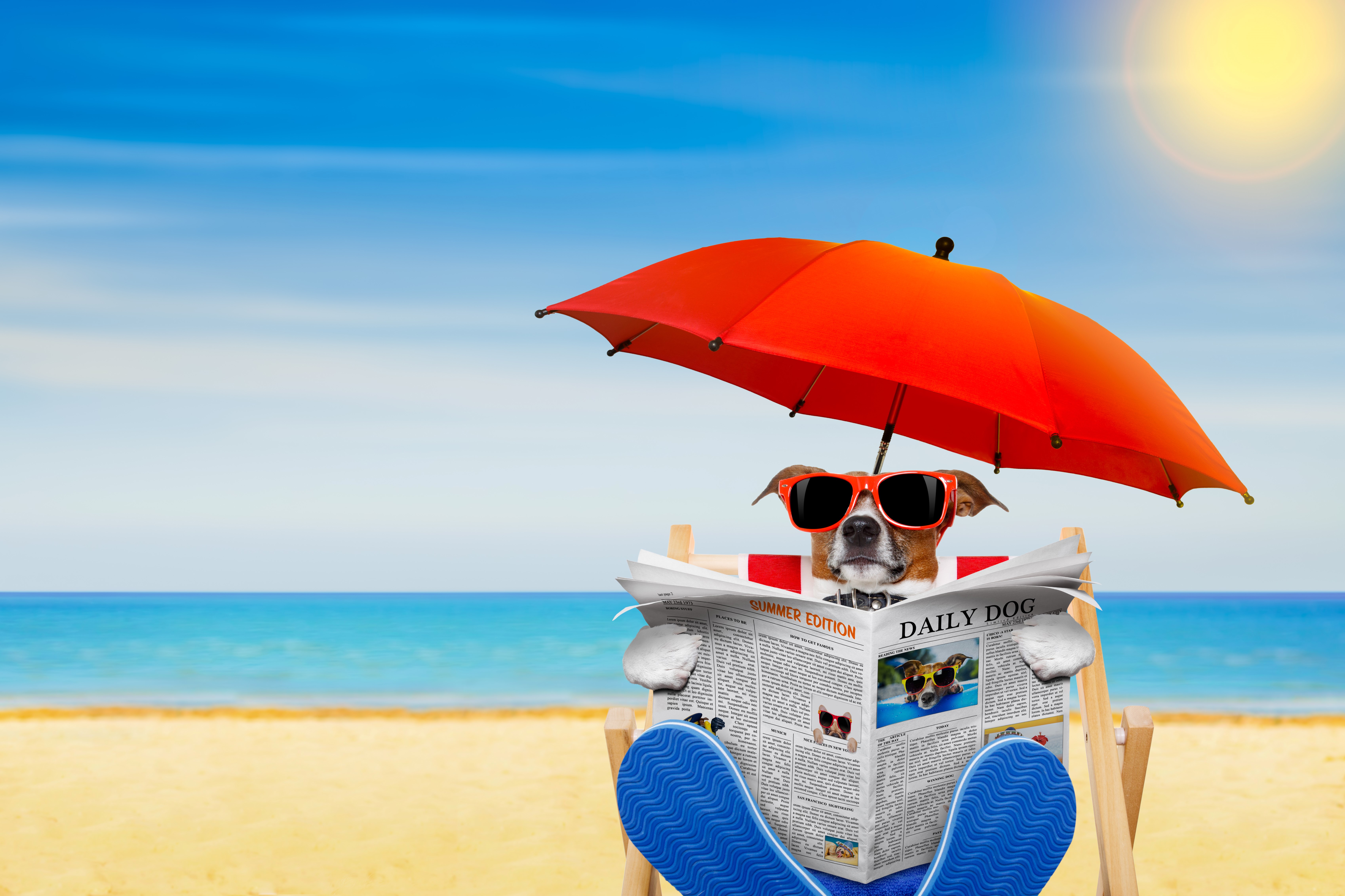 Jack Russell Terrier Reading Newspaper on Beach Under Umbrella HD Wallpaper
