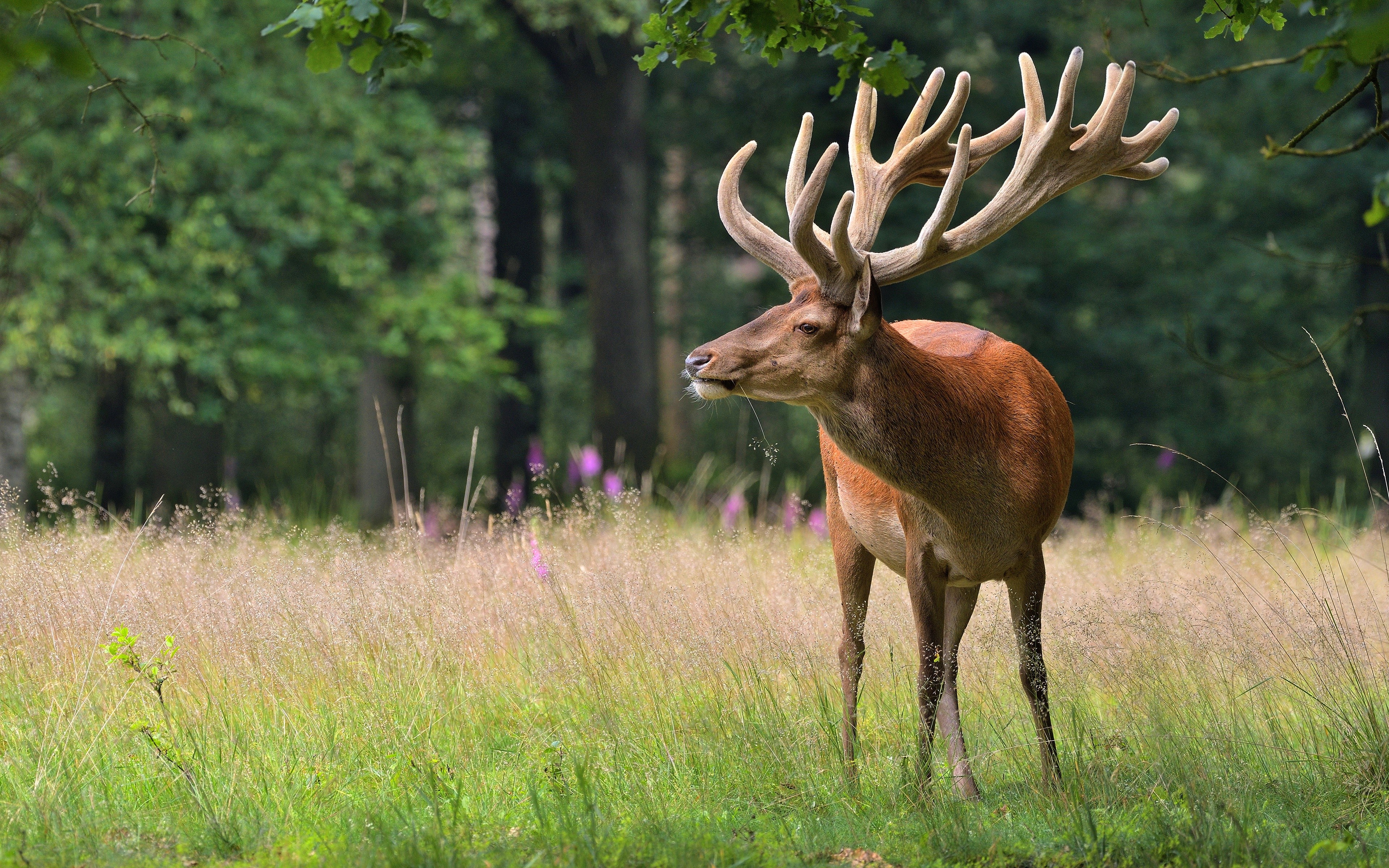 Deer with large antlers in a grassy field HD Wallpaper