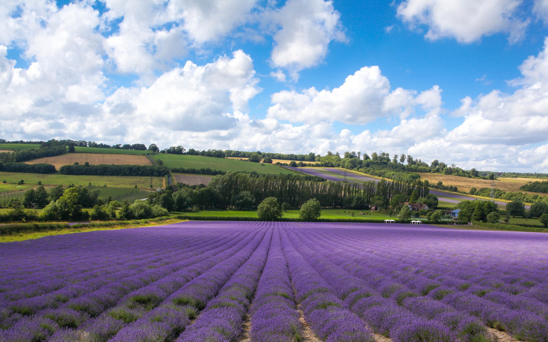 Lavender field in the countryside under a cloudy sky HD Wallpaper