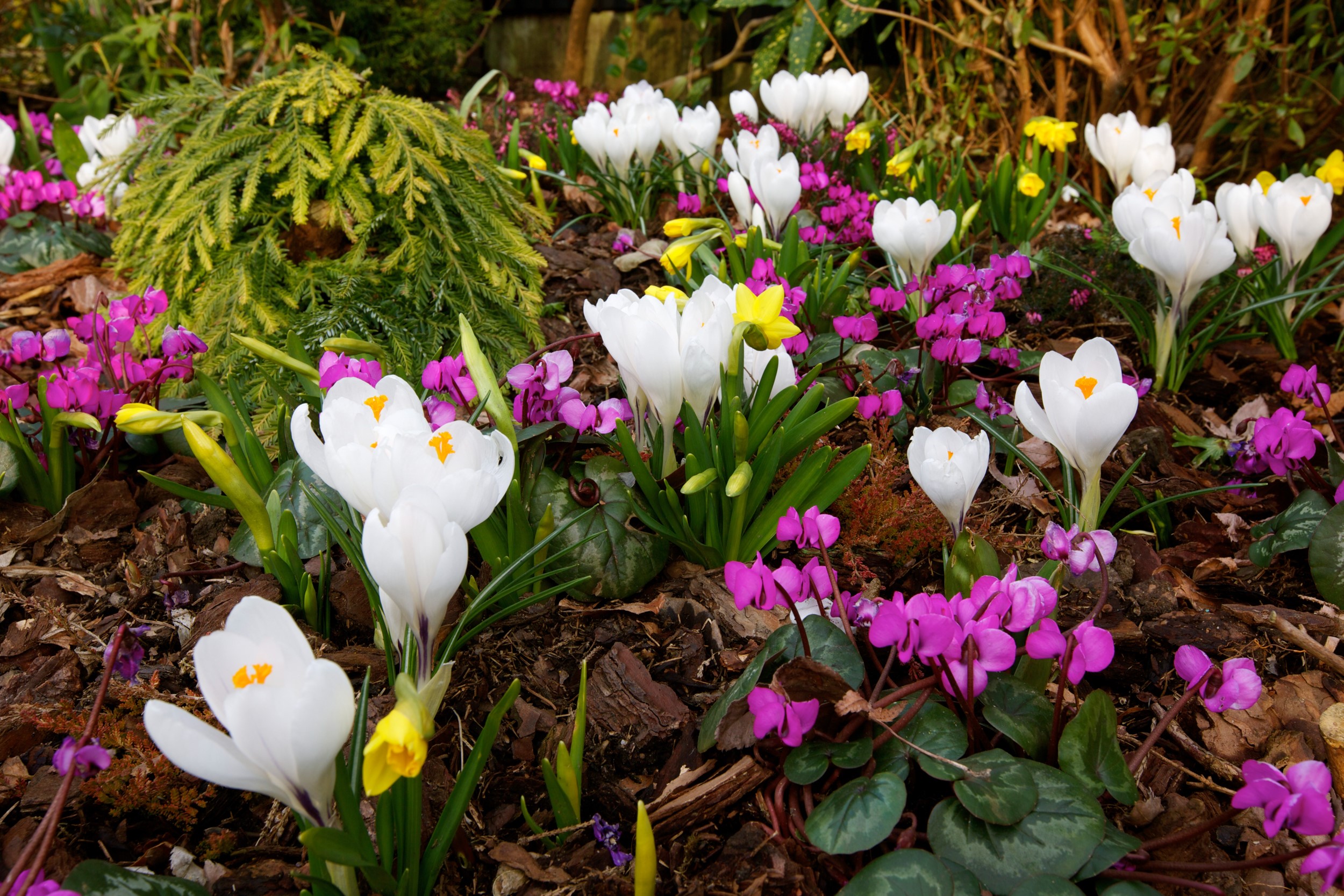 White crocuses and pink cyclamen in a garden HD Wallpaper