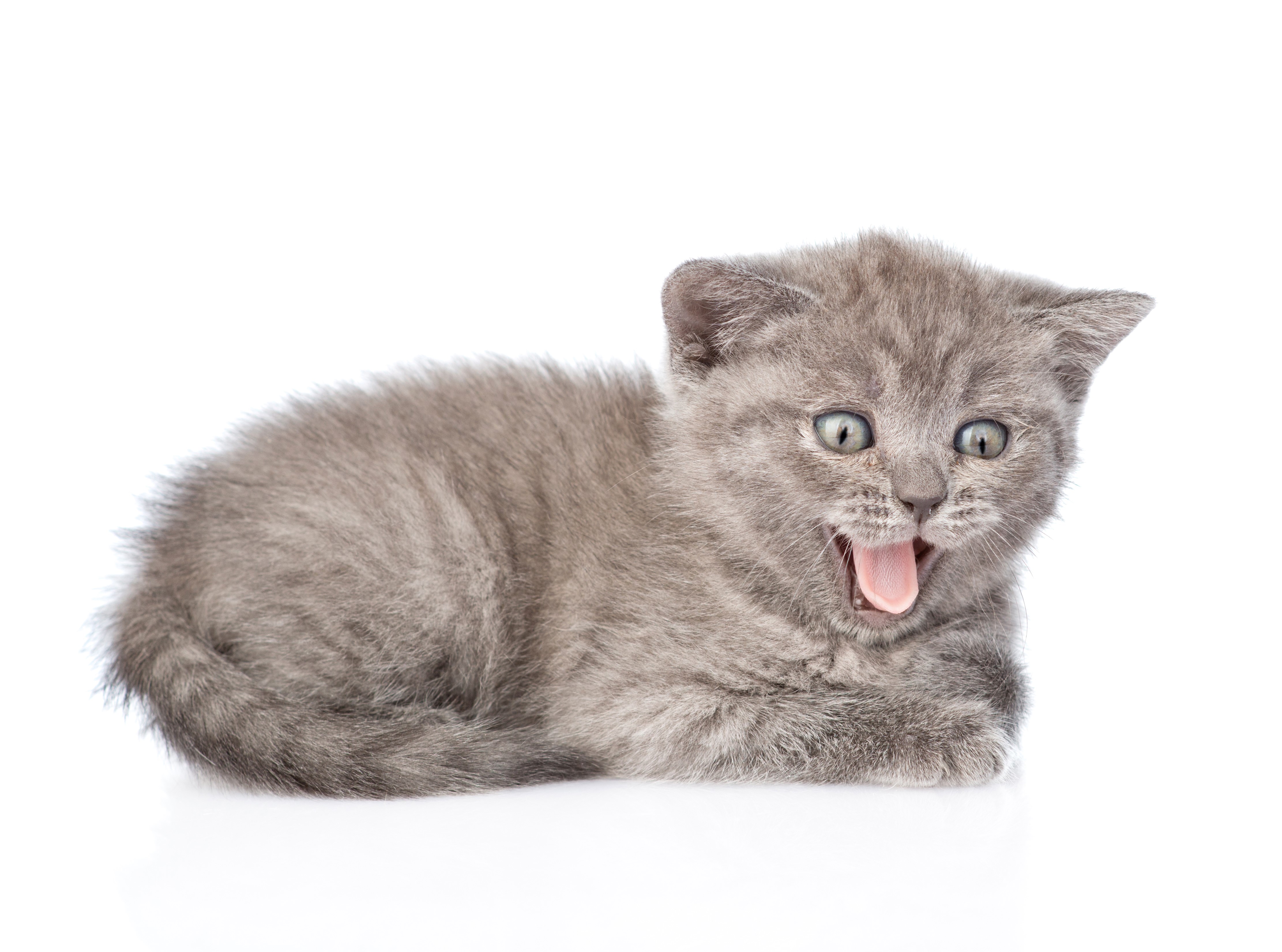 Kitten with tongue out on white background HD Wallpaper