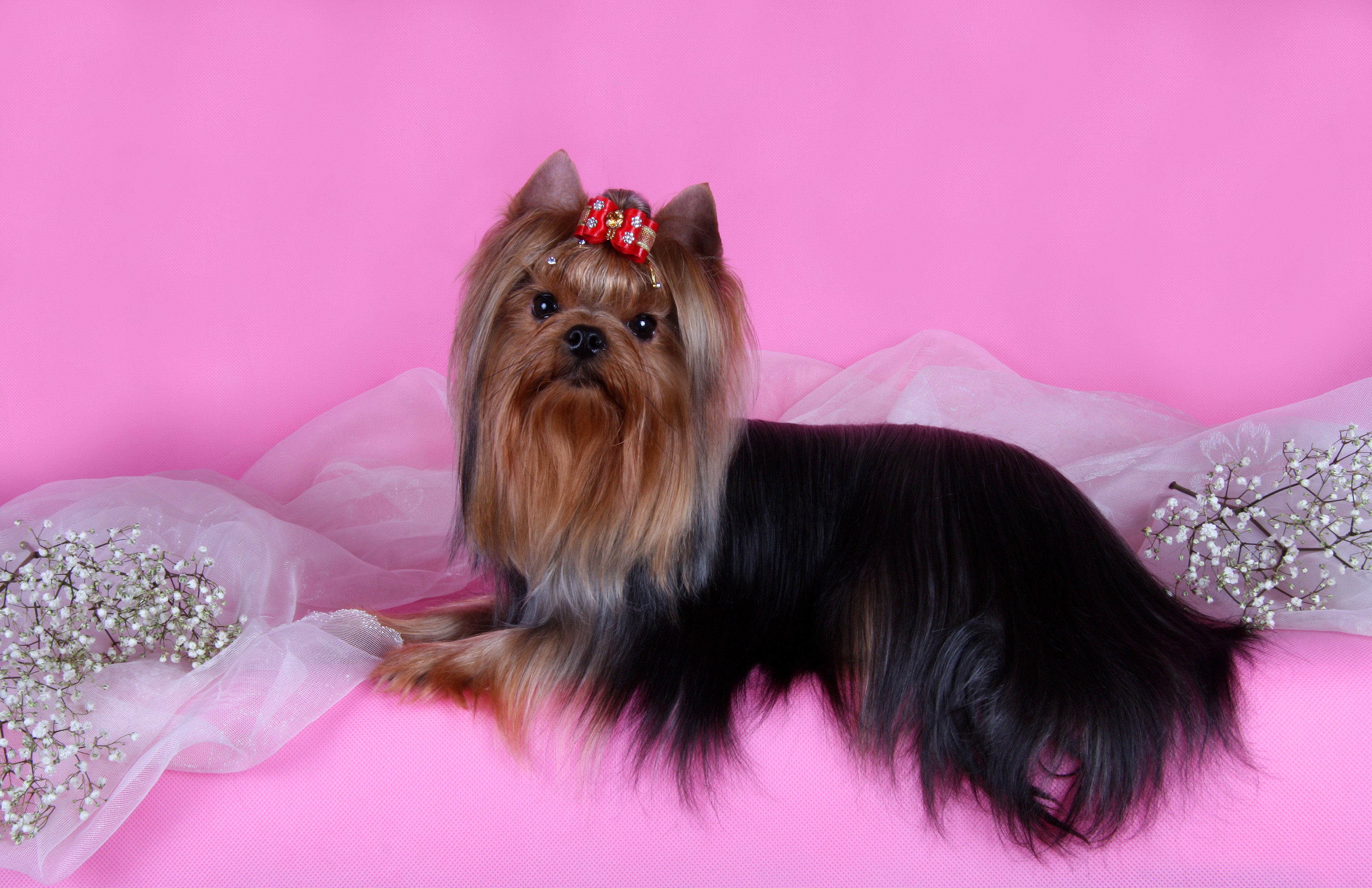 Yorkshire Terrier with Red Bow on Pink Background HD Wallpaper