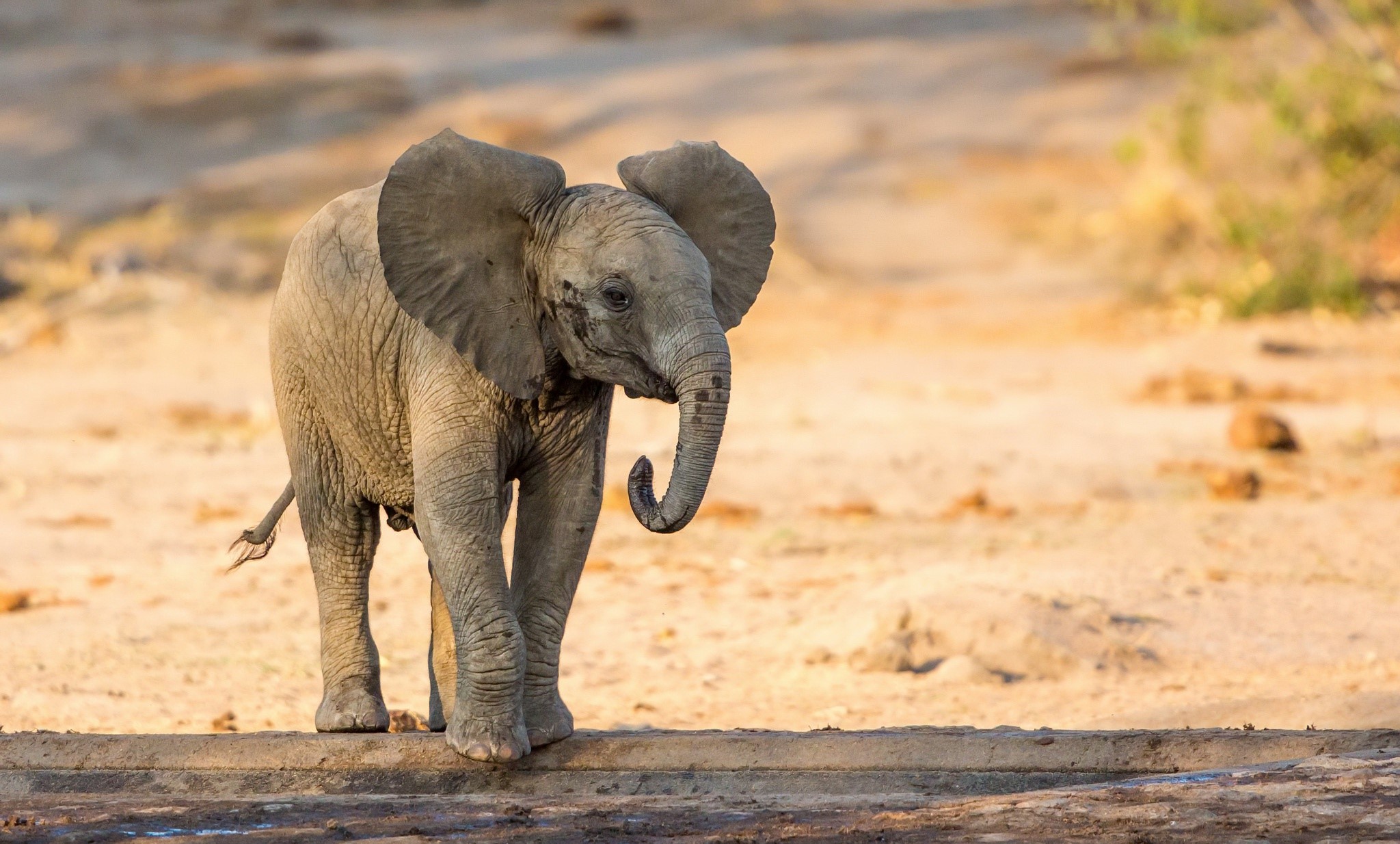 Baby elephant walking near a water trough HD Wallpaper