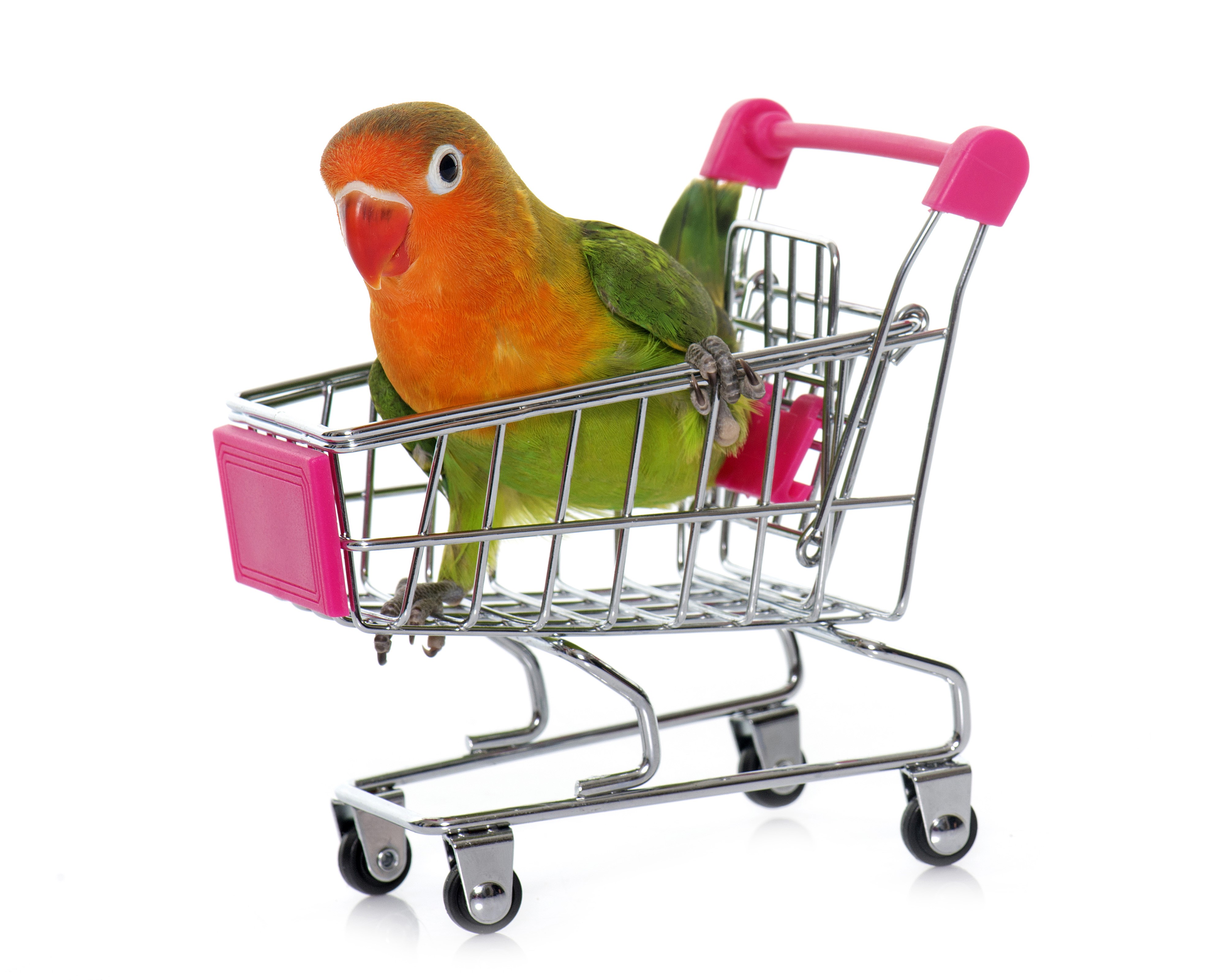 Lovebird in a shopping cart HD Wallpaper