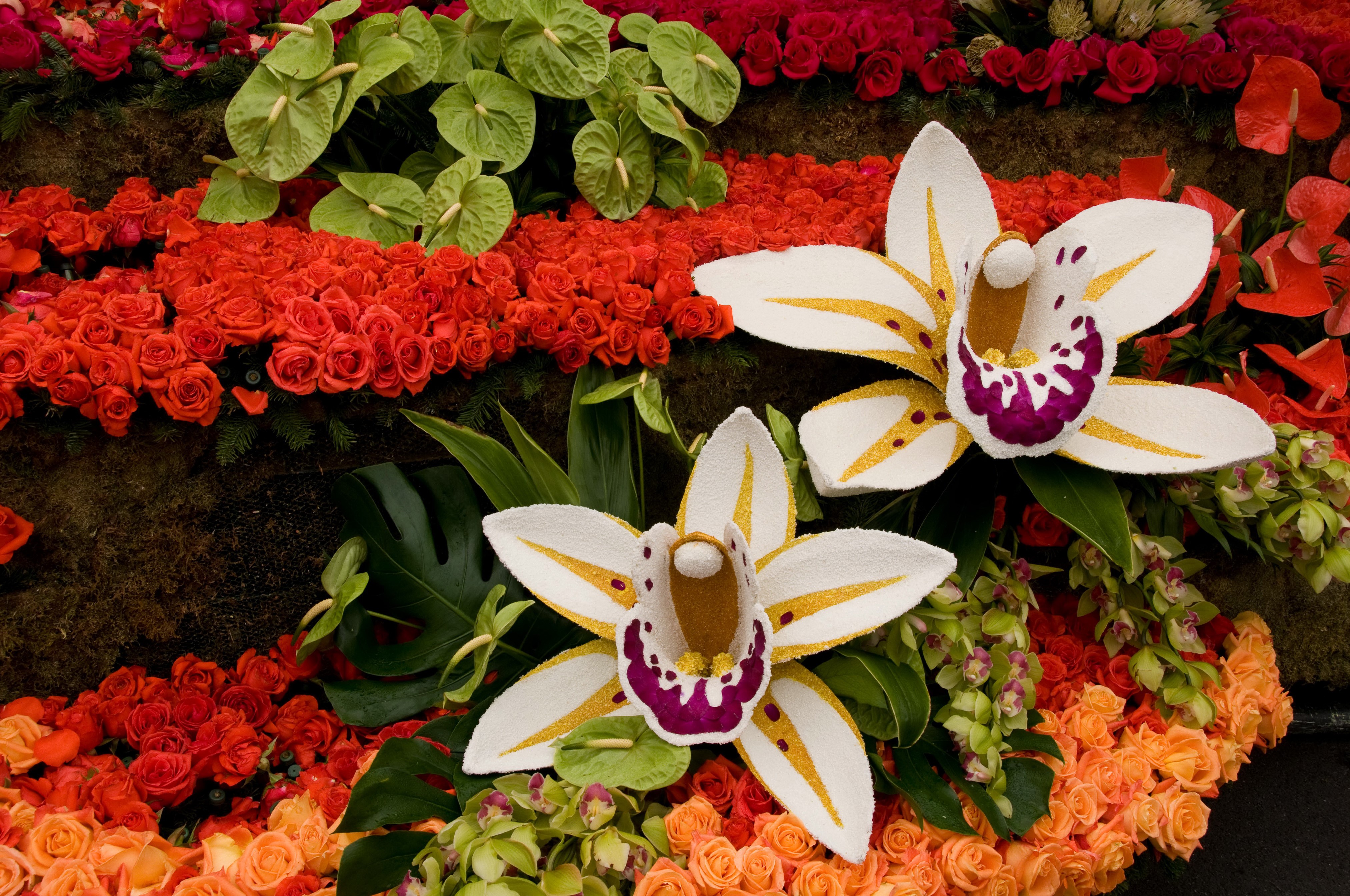4K Orchid Closeup HD Wallpaper