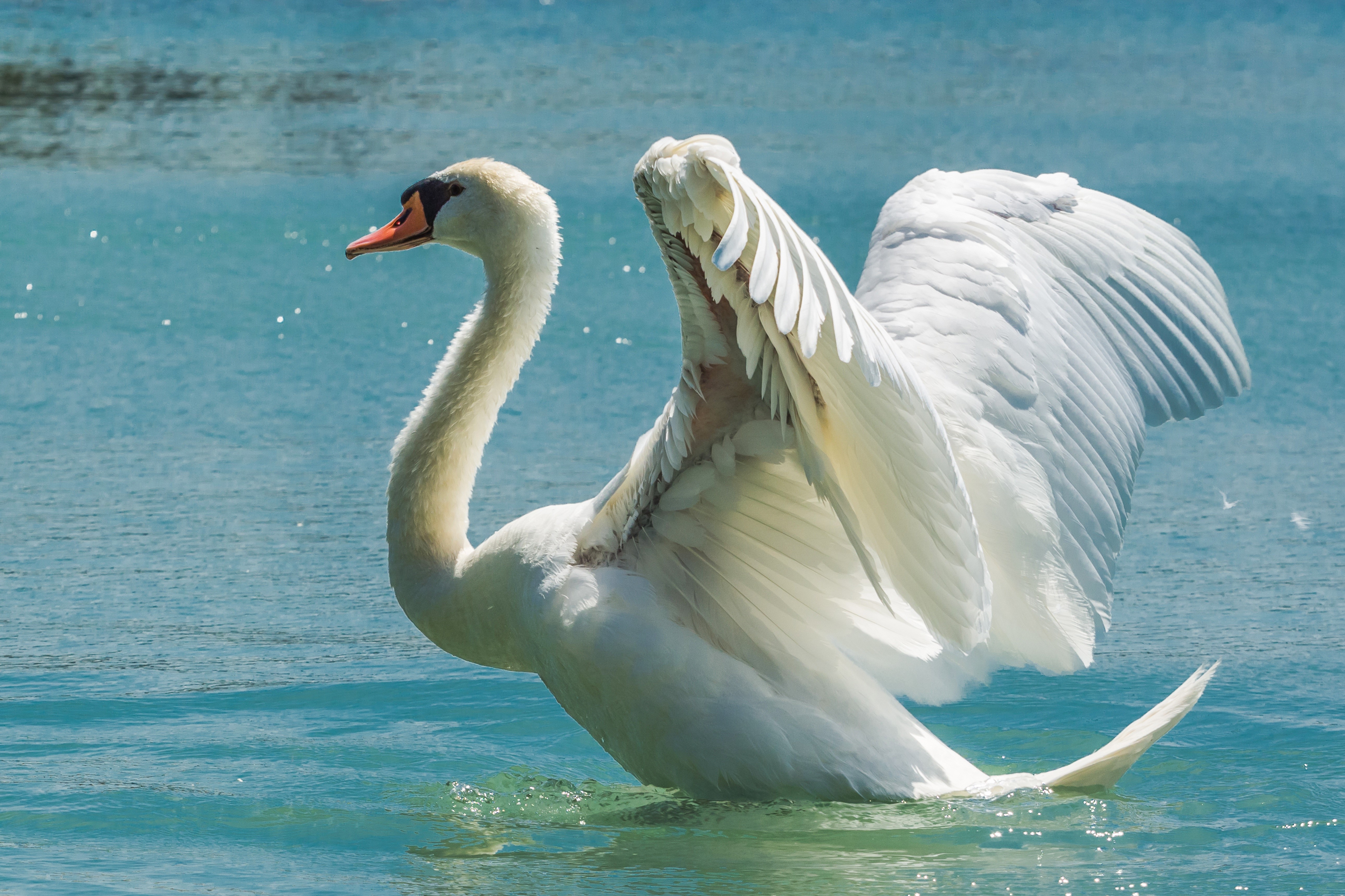 Swan with Wings Spread on Water HD Wallpaper