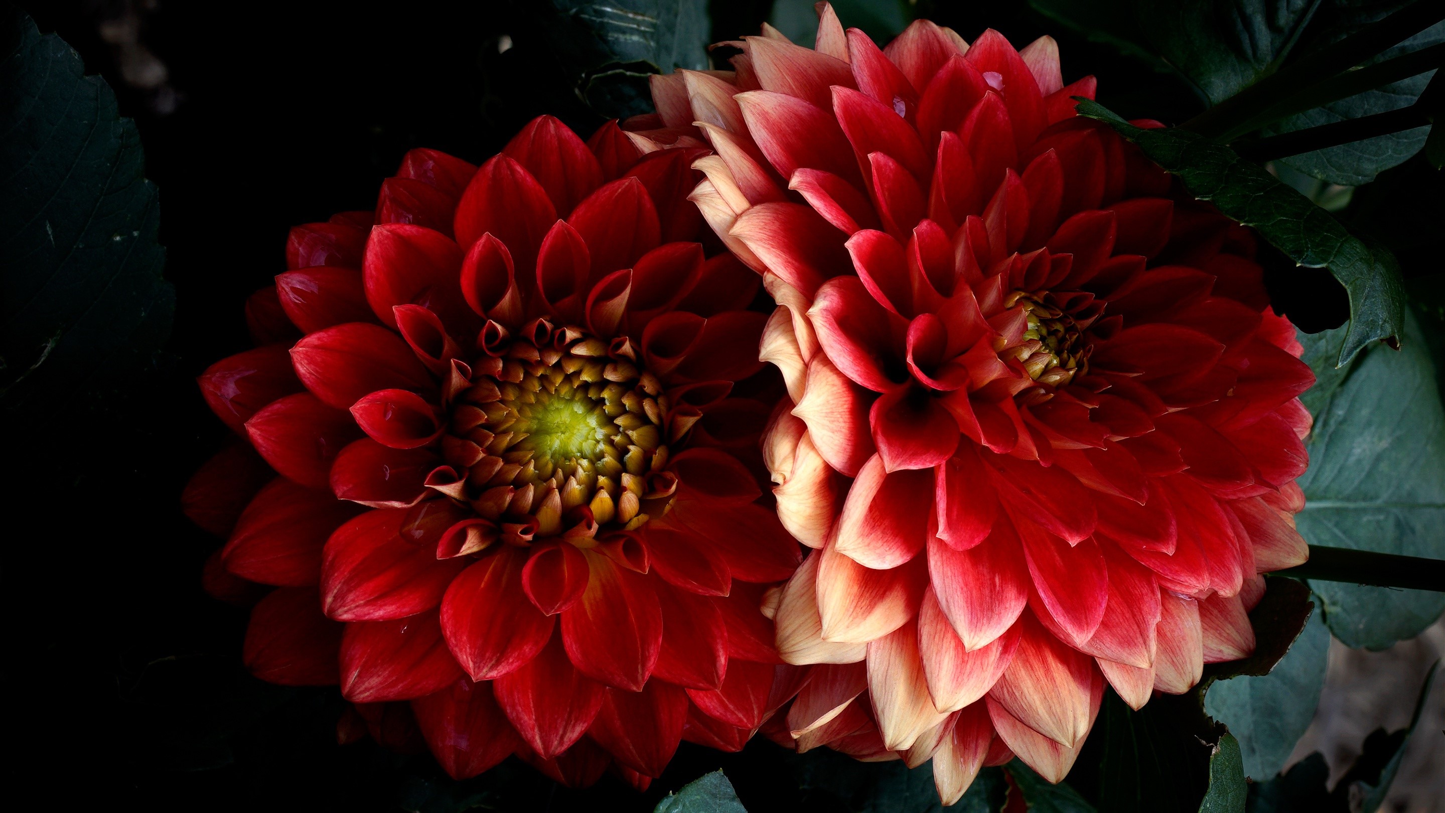 Two red dahlias in close-up HD Wallpaper
