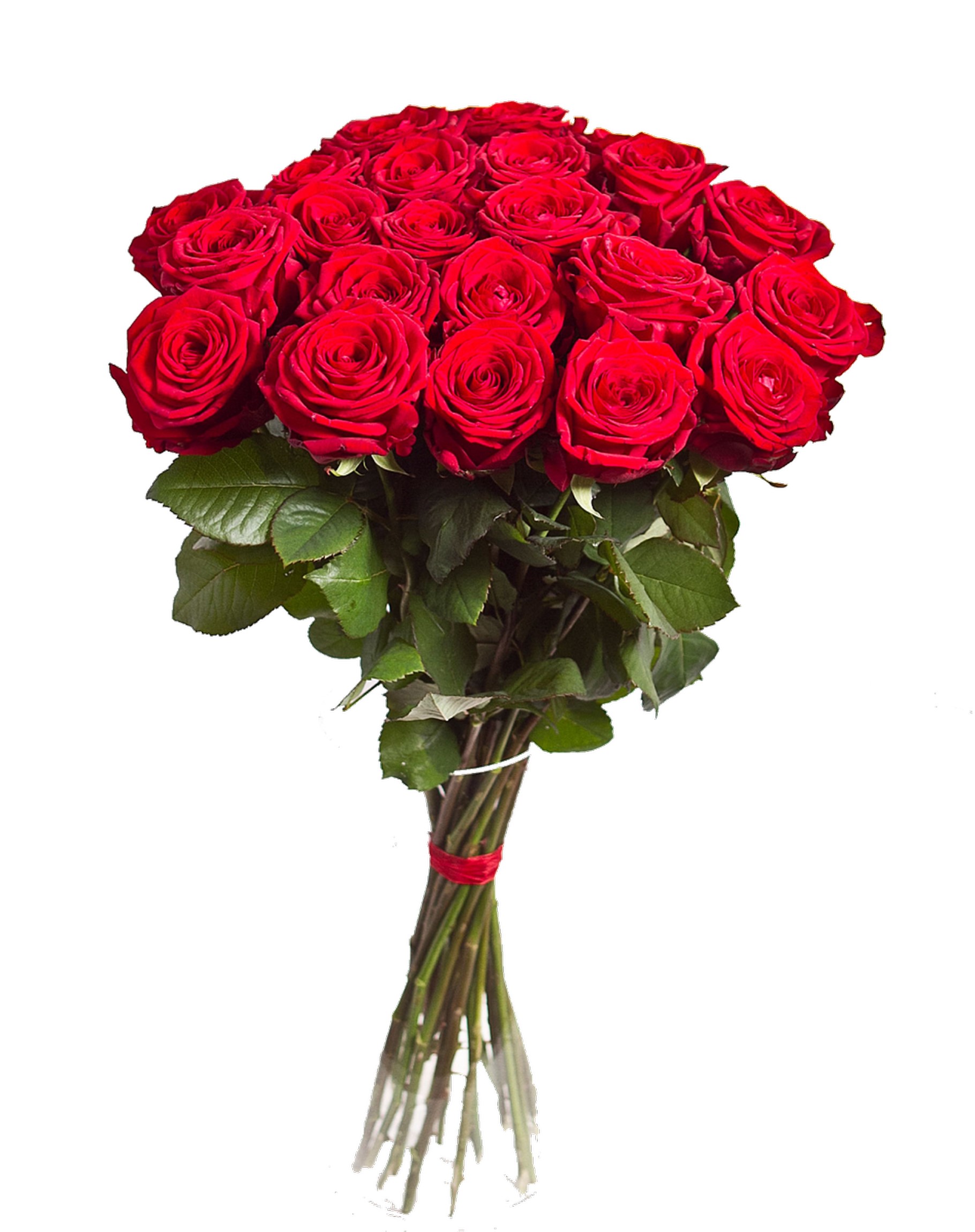 Bouquet of red roses on a white background HD Phone Wallpaper