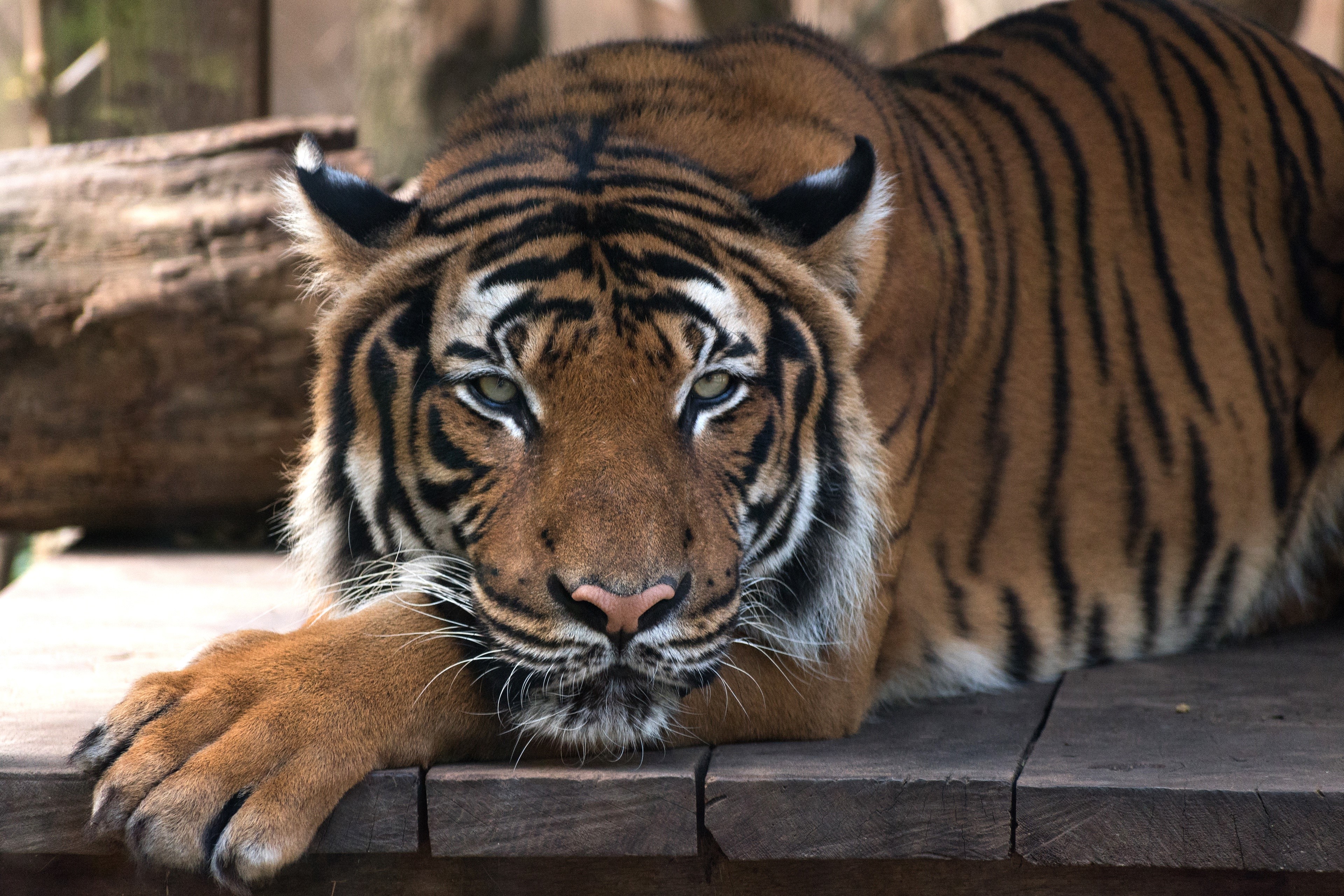 Tiger lying on wooden planks HD Wallpaper