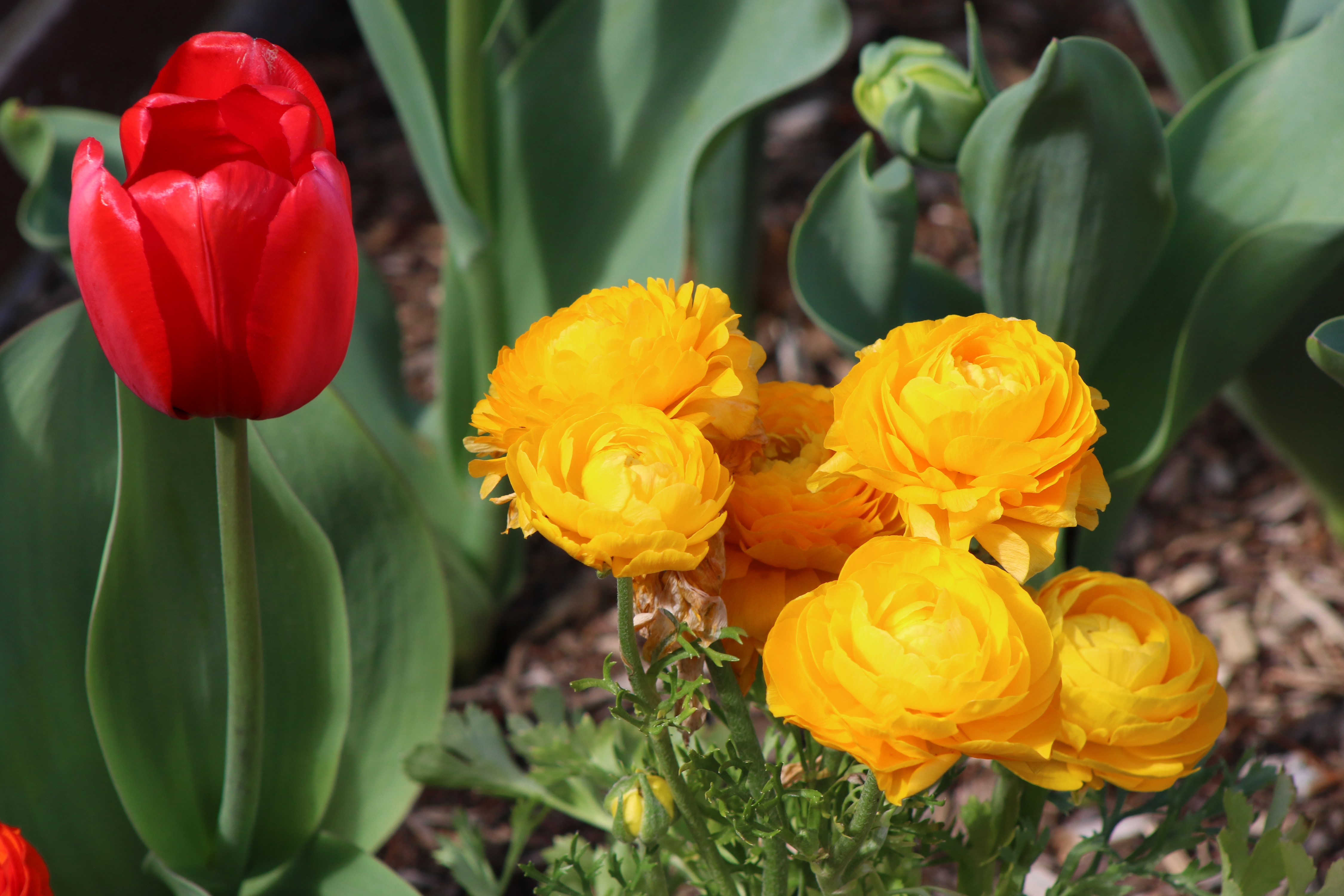 4K Tulips and Ranunculus Closeup HD Wallpaper