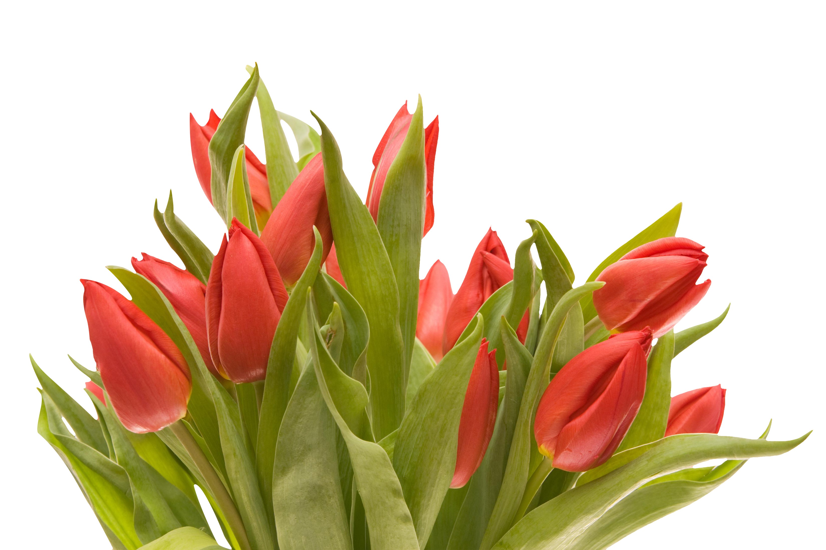 Red tulips on a white background HD Wallpaper