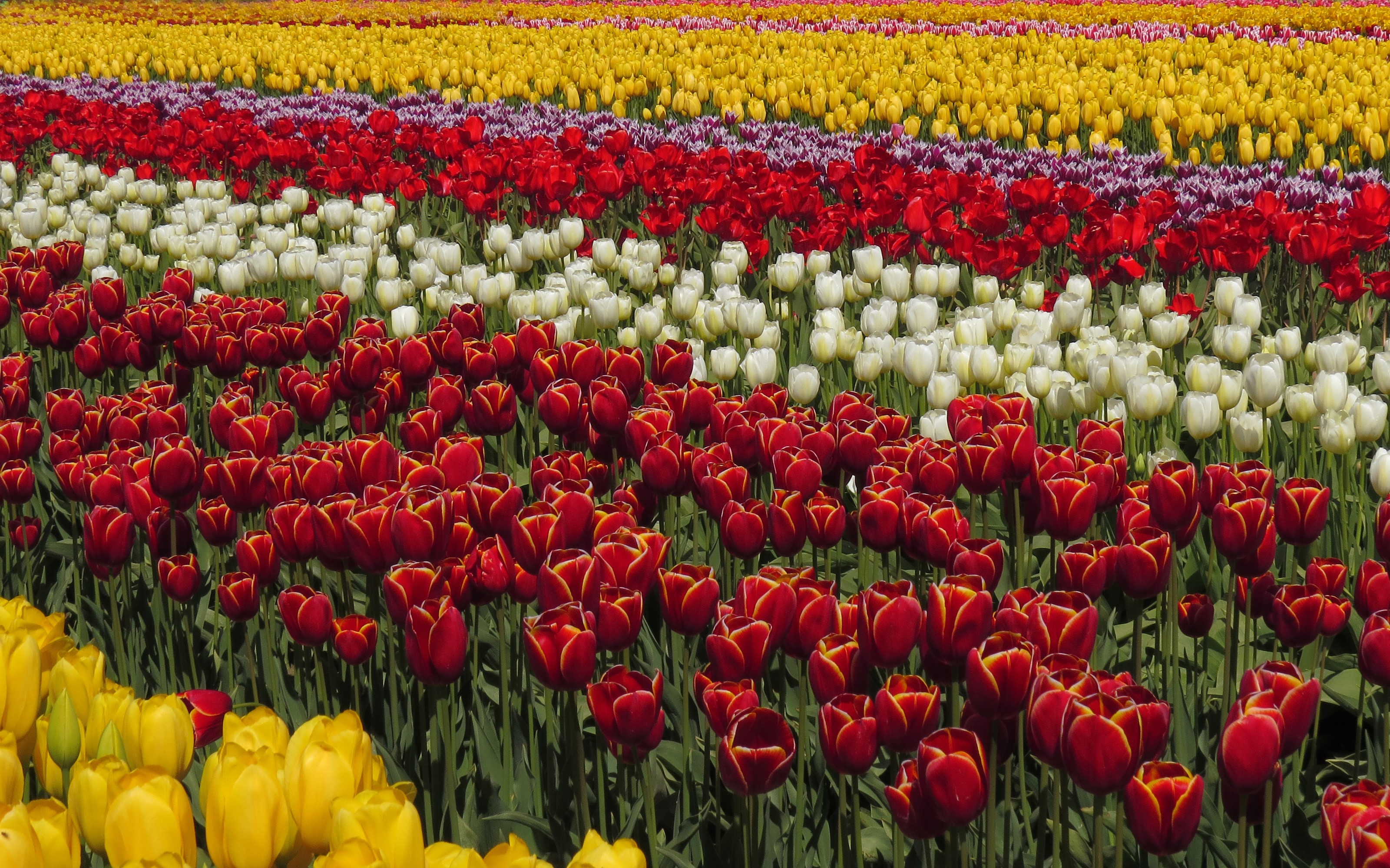 Rows of Multicolor Tulips in a Field HD Wallpaper