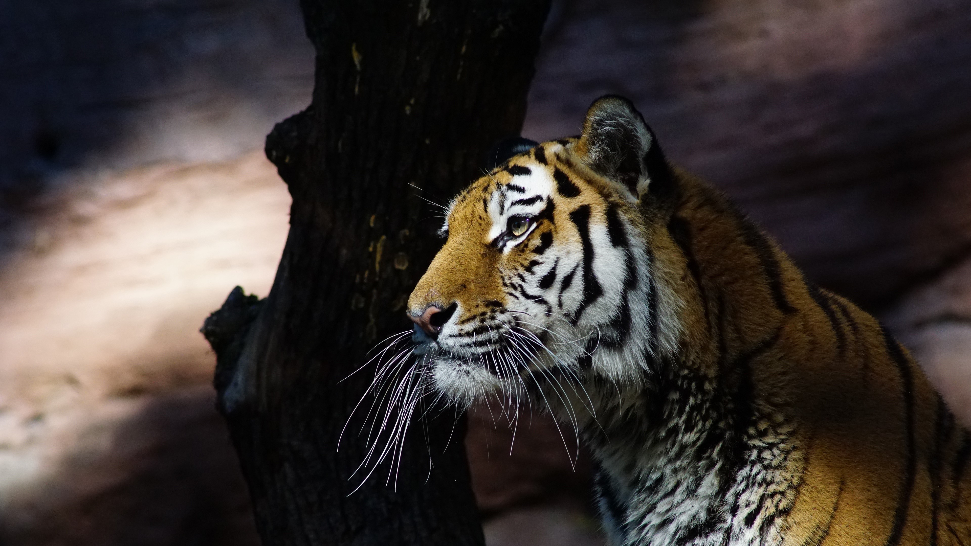 Tiger looking to the side HD Wallpaper
