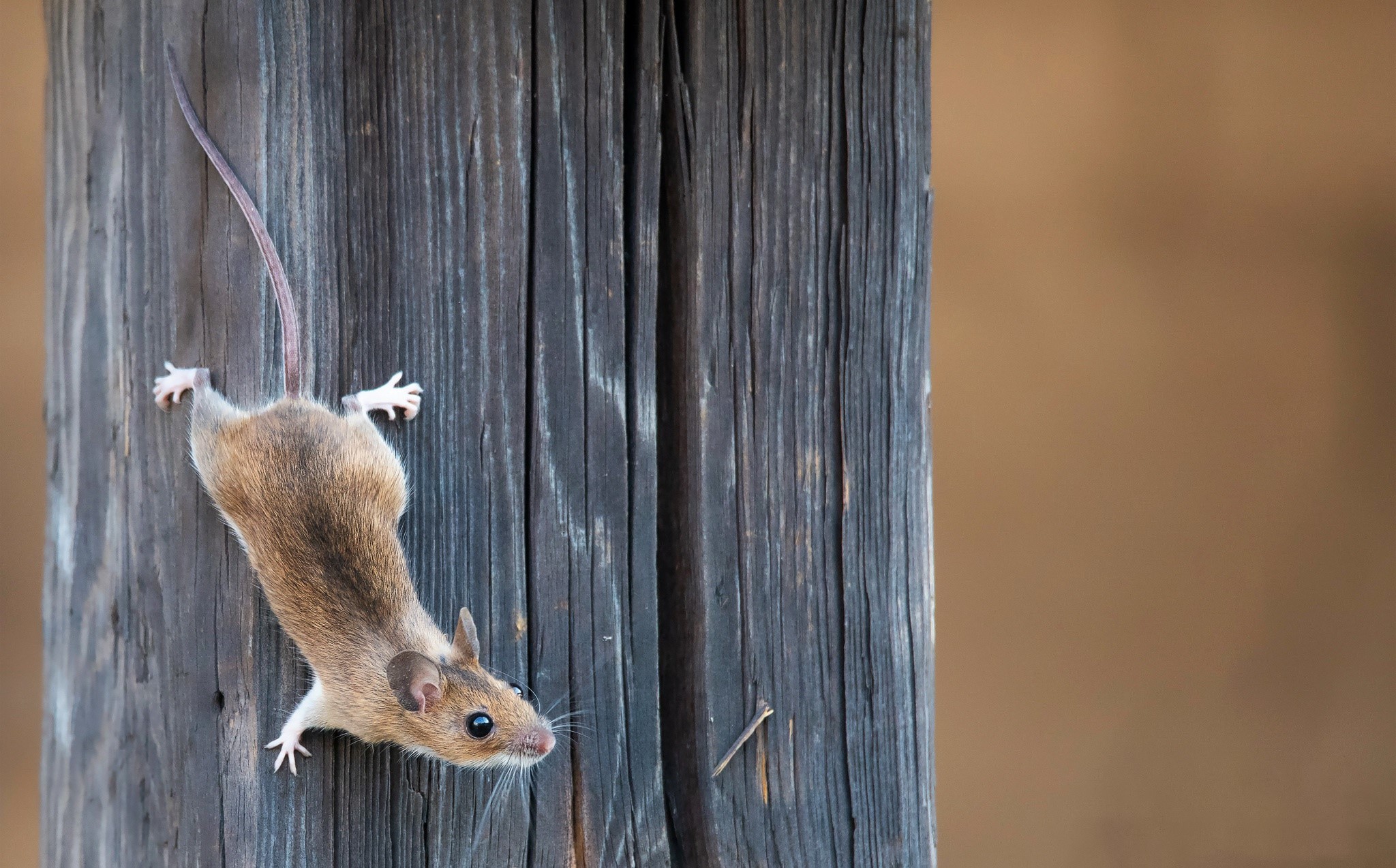 Mouse climbing on a wooden post HD Wallpaper