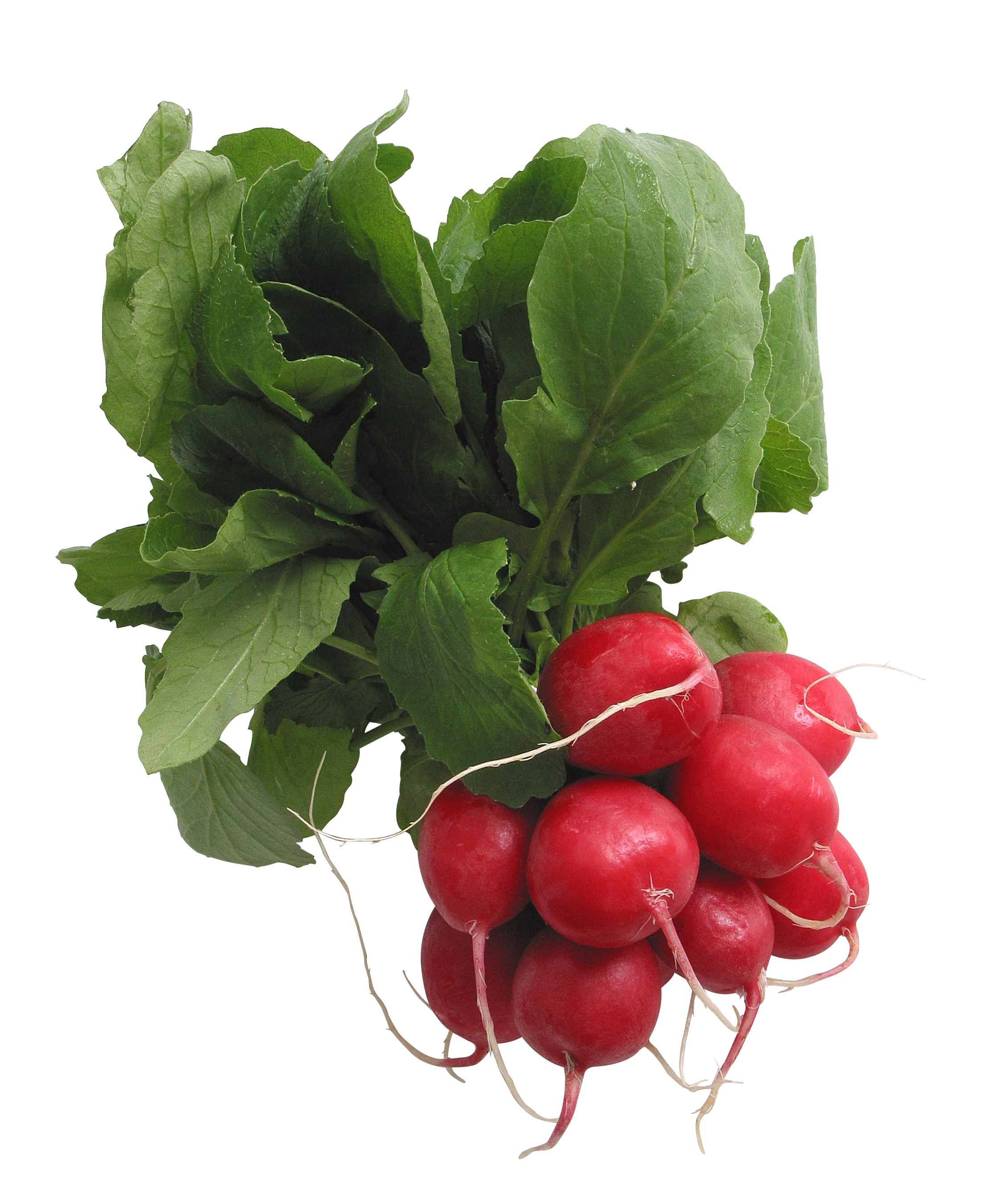 Bunch of fresh radishes with green leaves HD Phone Wallpaper