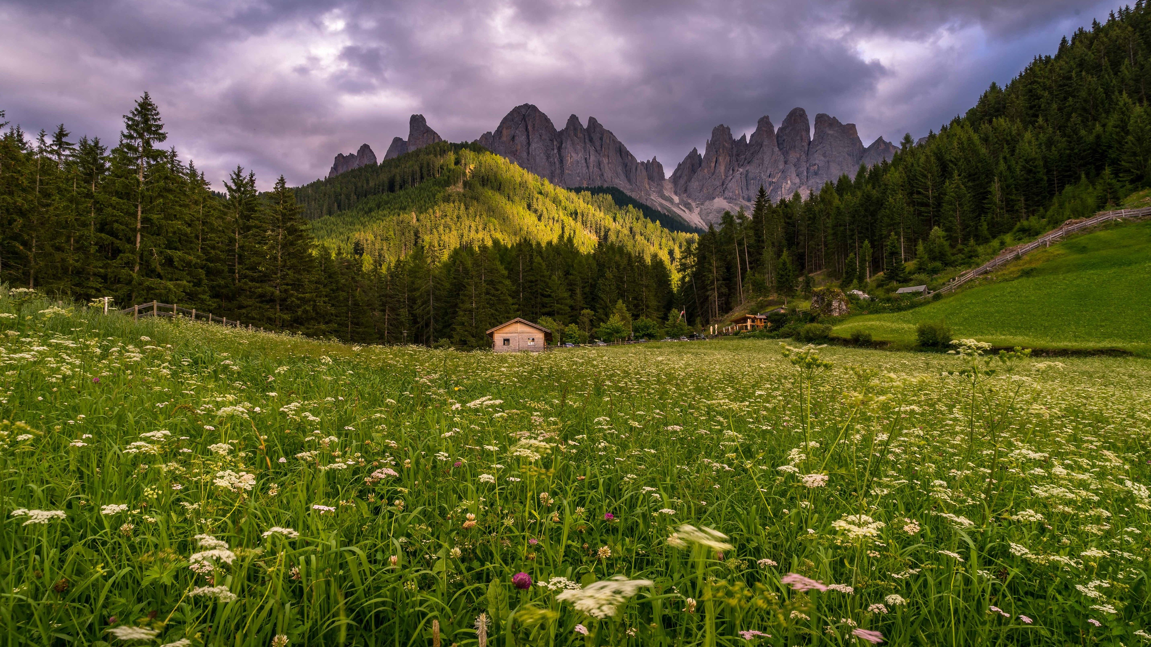 Meadow with wildflowers and mountains HD Wallpaper